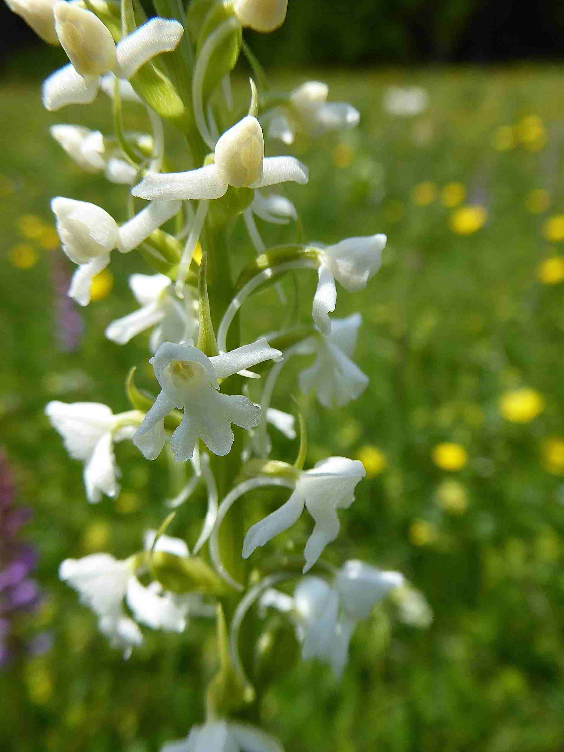 Gymnadenia conopsea-Sonnleitstein-Orchideenwanderung-20062017-(4).JPG