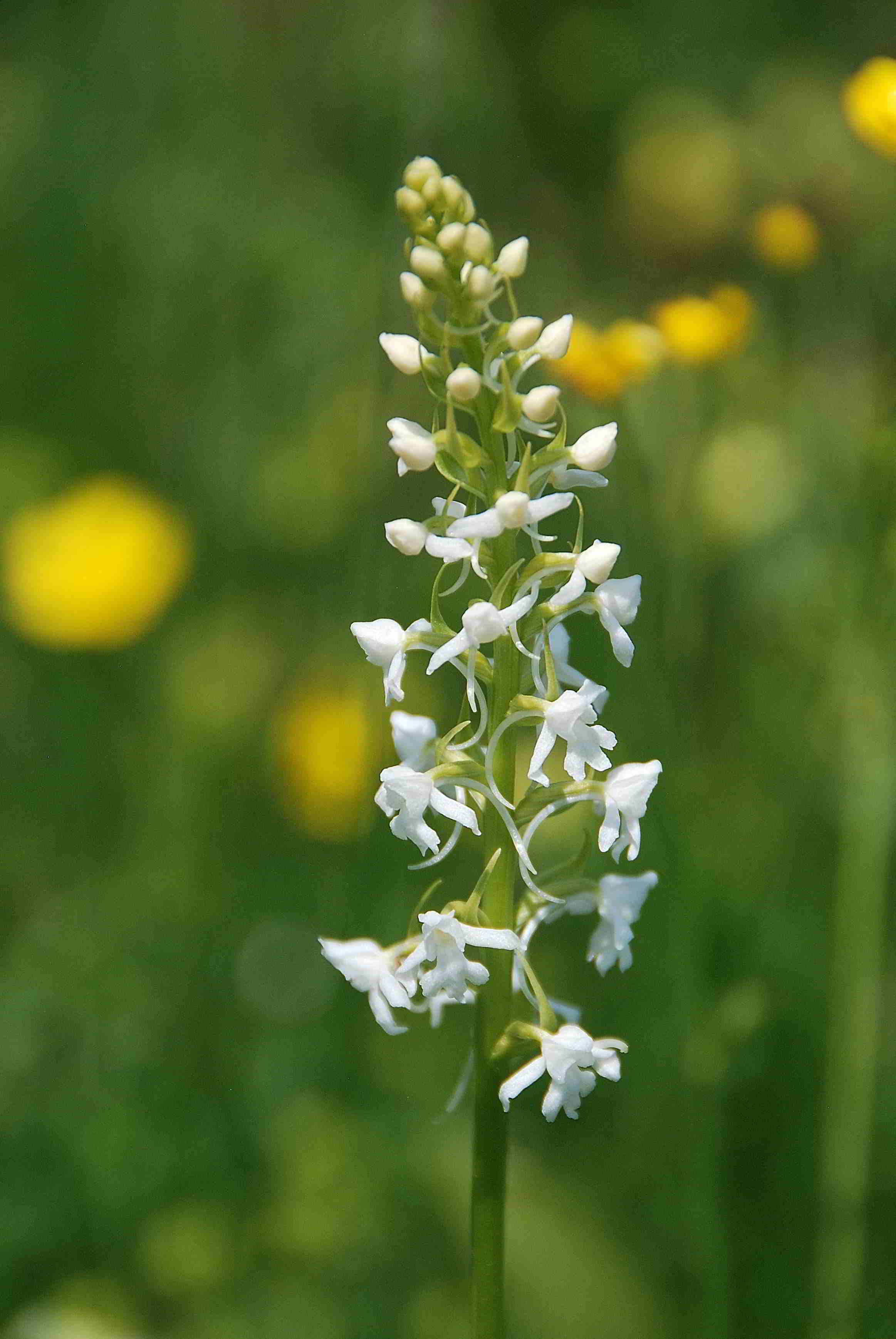 -Sonnleitstein-Orchideenwanderung-20062017-(2).JPG