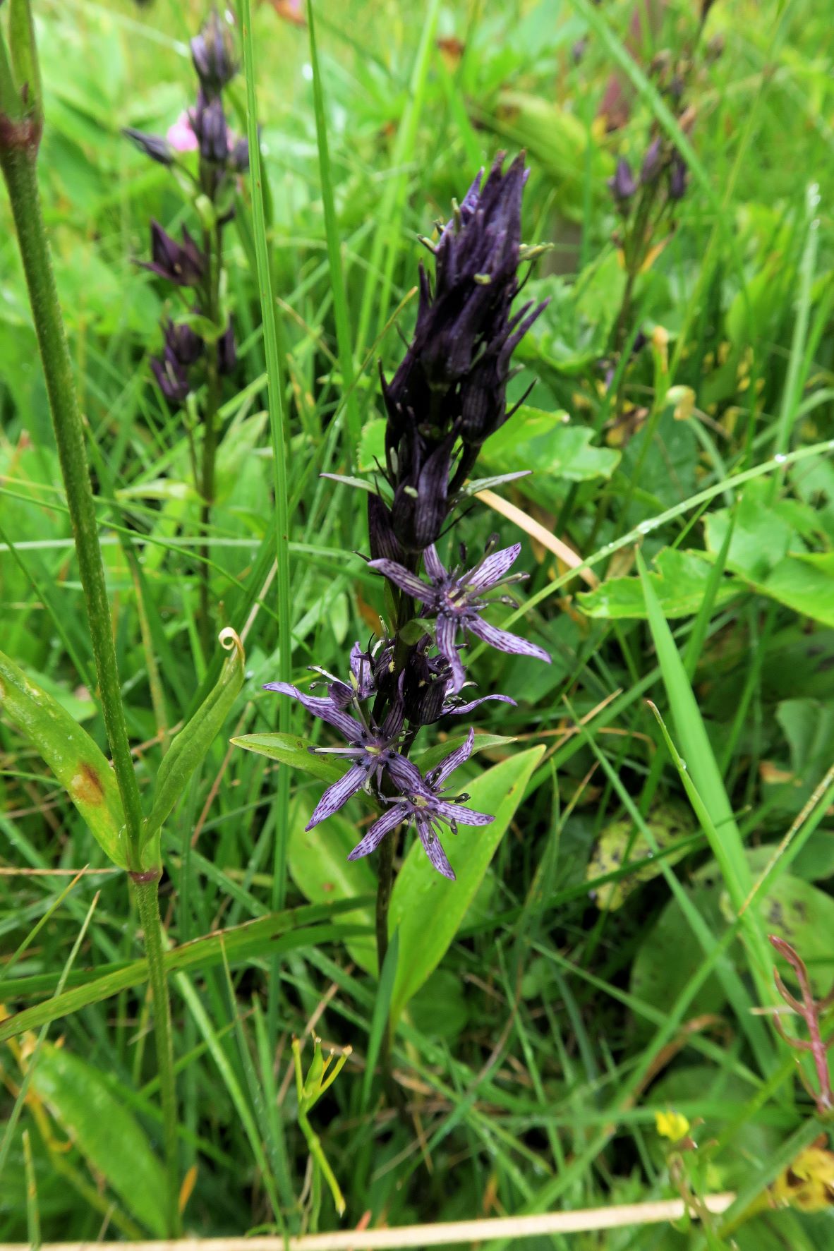 Swertia perennis Sumpf-Tarant, Turracher Höhe Weg im Zirbenwld von EdelstnWlt bei Regen 02.08.2022 C5X2 (100).JPG