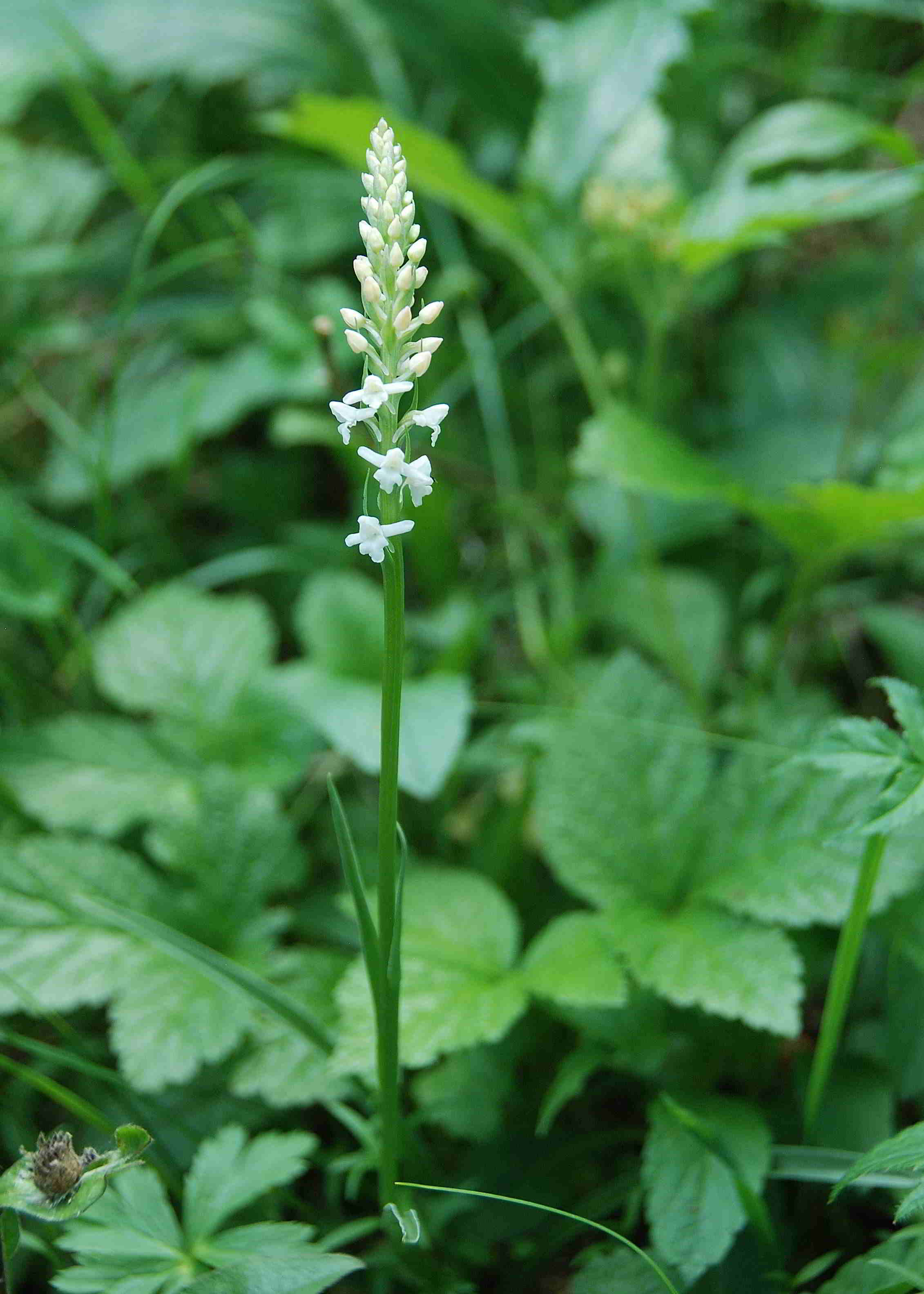 Trenchtling-26062017-(404)-Gymnadenia odoratissima-Alba.JPG