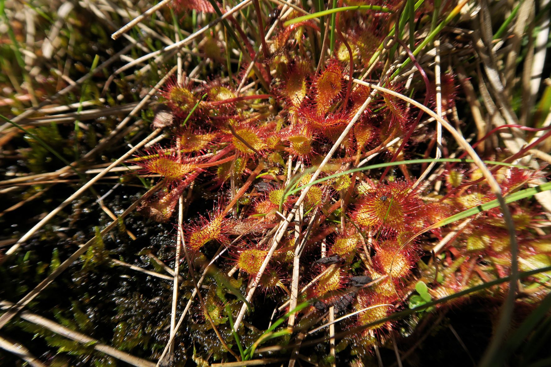 08.09 Turracher Höhe, Drosera xovata Bastard-Sonnentau (vgl.Schaeftlein 1960), Turracher Höhe Schwarzsee Südufer 2.Ausflg 09.08.2022 C5X2 (115).JPG