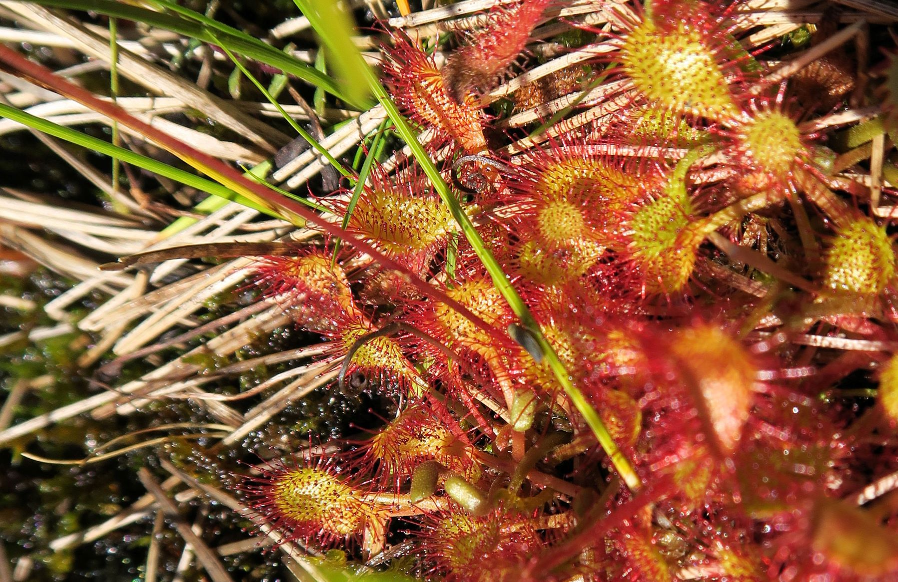 08.09 Turracher Höhe, Drosera xovata Bastard-Sonnentau (vgl.Schaeftlein 1960), Turracher Höhe Schwarzsee Südufer 2.Ausflg 09.08.2022 C5X2 (113).JPG