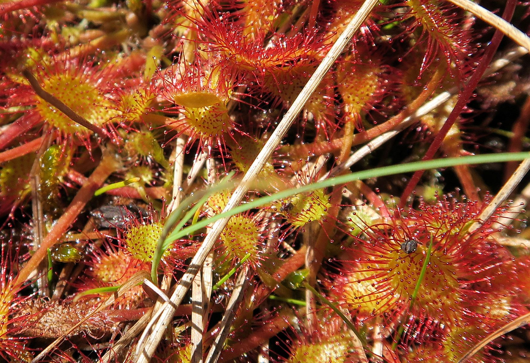 08.09 Turracher Höhe, Drosera xovata Bastard-Sonnentau (vgl.Schaeftlein 1960), Turracher Höhe Schwarzsee Südufer 2.Ausflg 09.08.2022 C5X2 (116).JPG