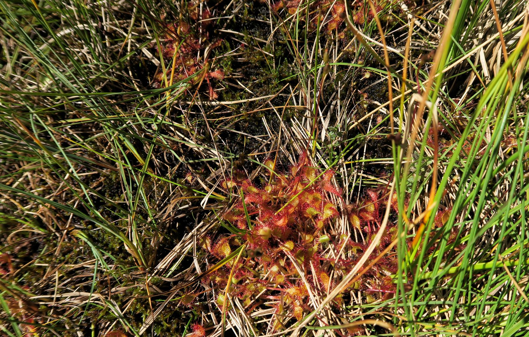 08.09 Turracher Höhe, Drosera xovata Bastard-Sonnentau (vgl.Schaeftlein 1960), Turracher Höhe Schwarzsee Südufer 2.Ausflg 09.08.2022 C5X2 (119).JPG