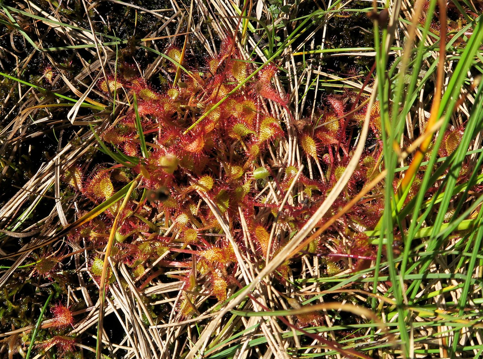 08.09 Turracher Höhe, Drosera xovata Bastard-Sonnentau (vgl.Schaeftlein 1960), Turracher Höhe Schwarzsee Südufer 2.Ausflg 09.08.2022 C5X2 (120).JPG