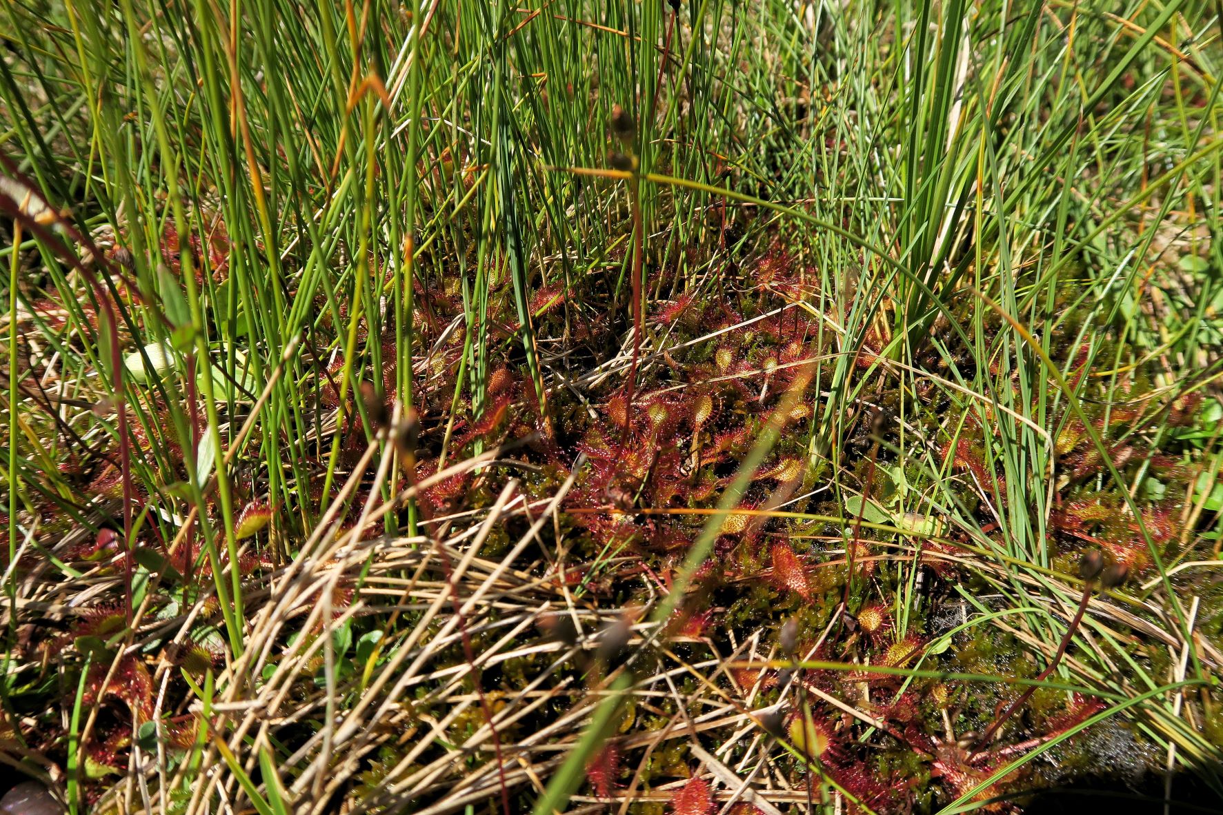 08.09 Turracher Höhe, Drosera xovata Bastard-Sonnentau (vgl.Schaeftlein 1960), Turracher Höhe Schwarzsee Südufer 2.Ausflg 09.08.2022 C5X2 (122).JPG