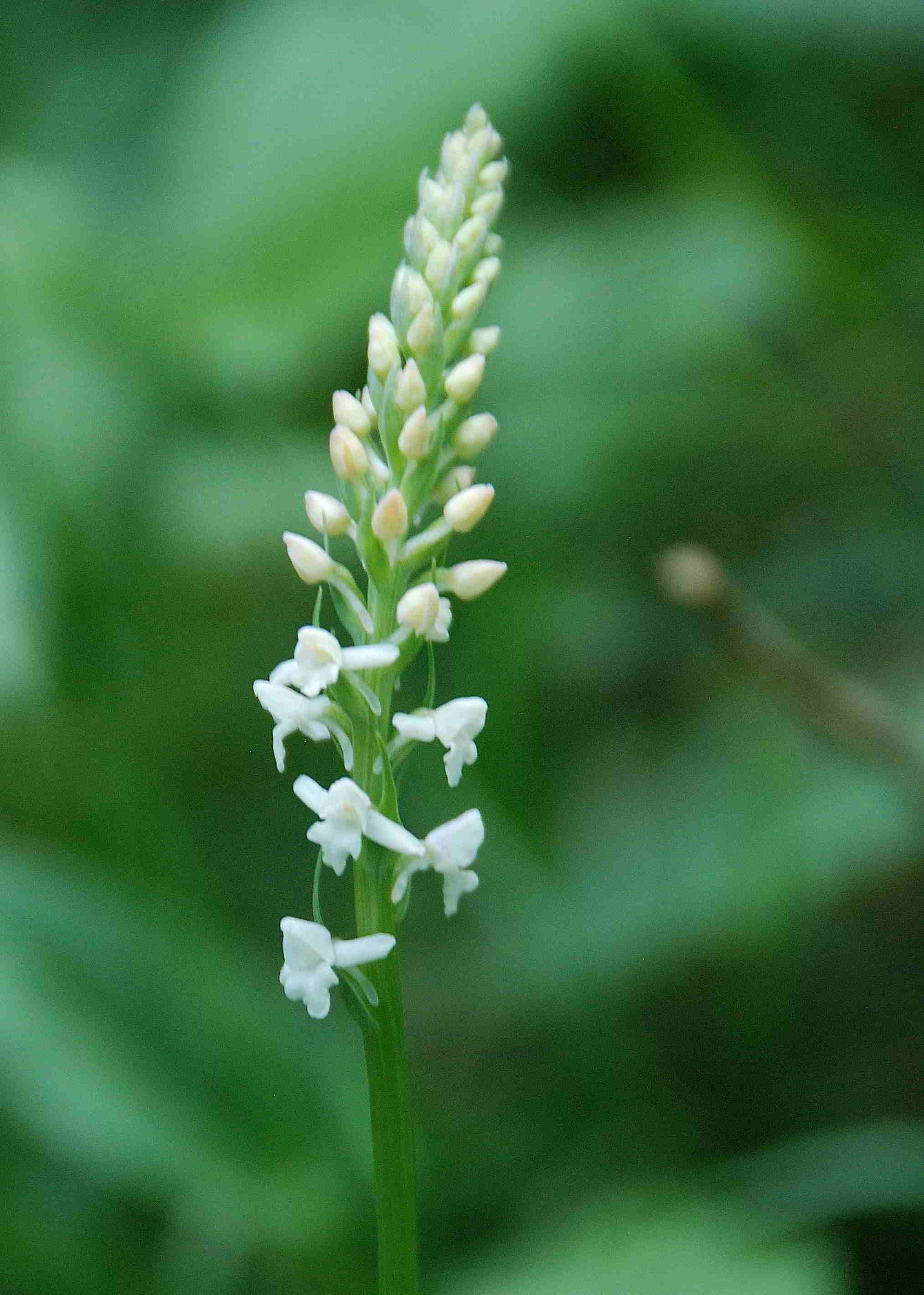 Trenchtling-26062017-(403)-Gymnadenia odoratissima-Alba.JPG