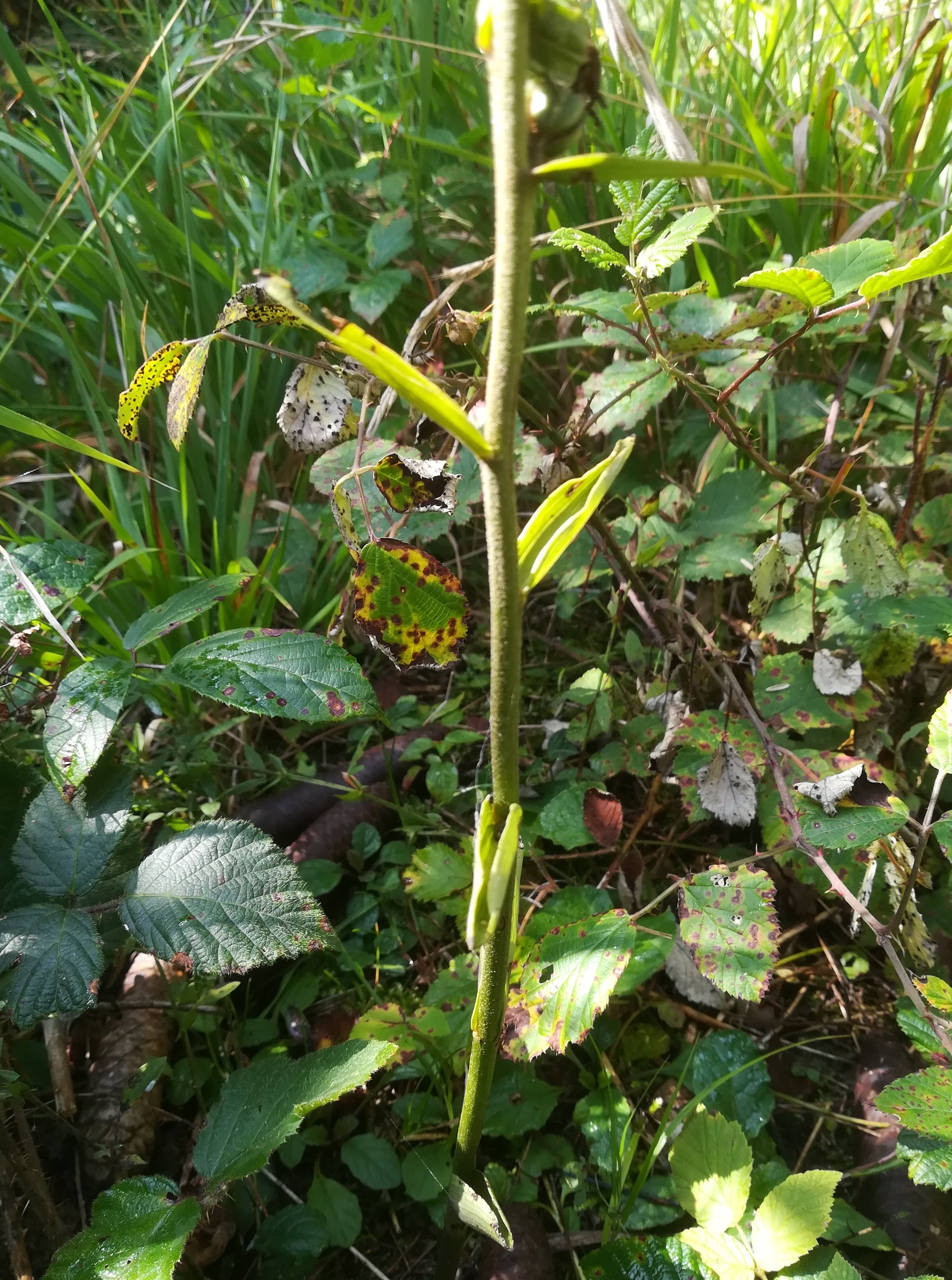epipactis sp. kleindurlas bei michelbach nähe hainfeld_20220826_105358.jpg