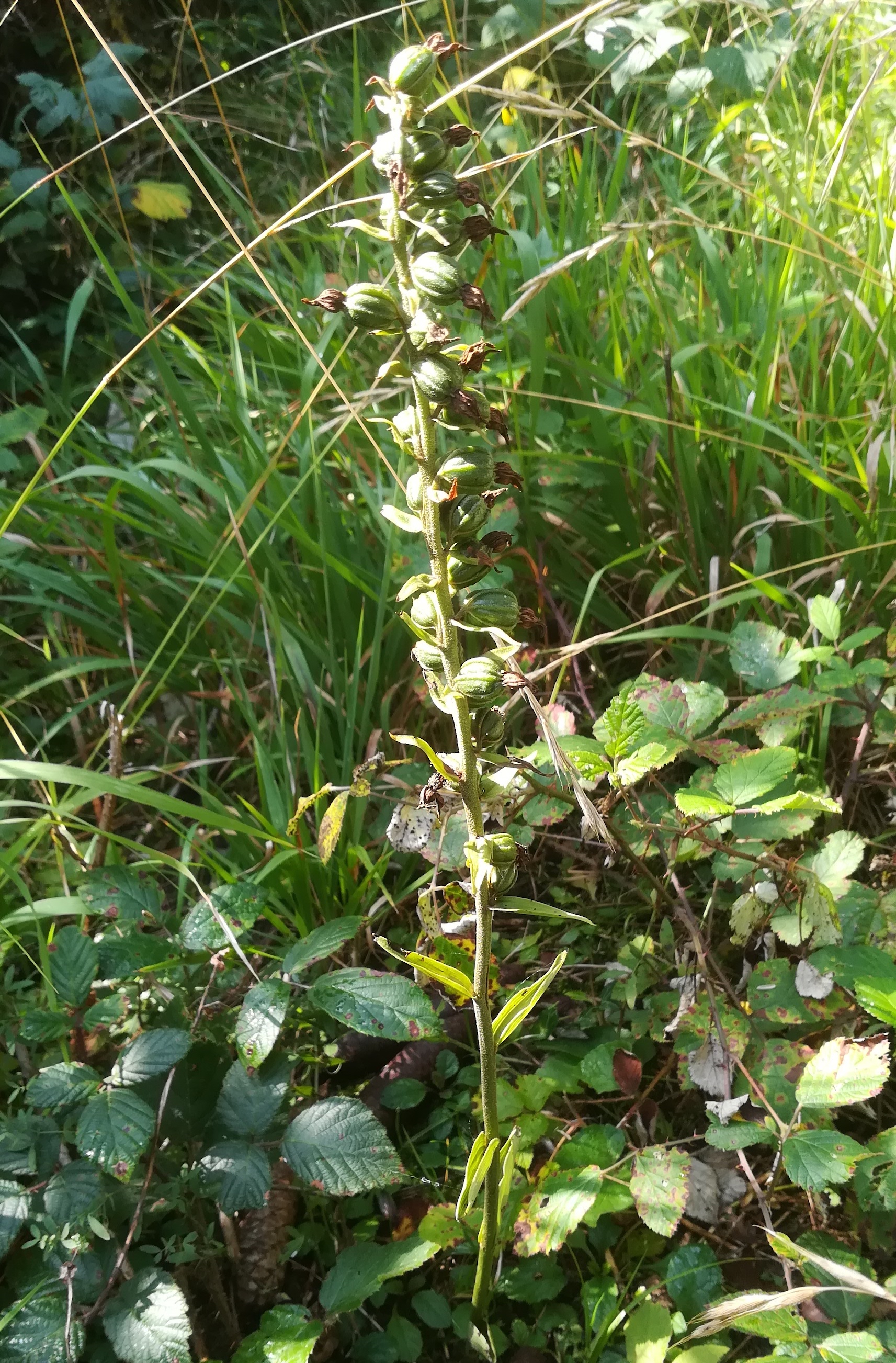 epipactis sp. kleindurlas bei michelbach nähe hainfeld_20220826_105325.jpg