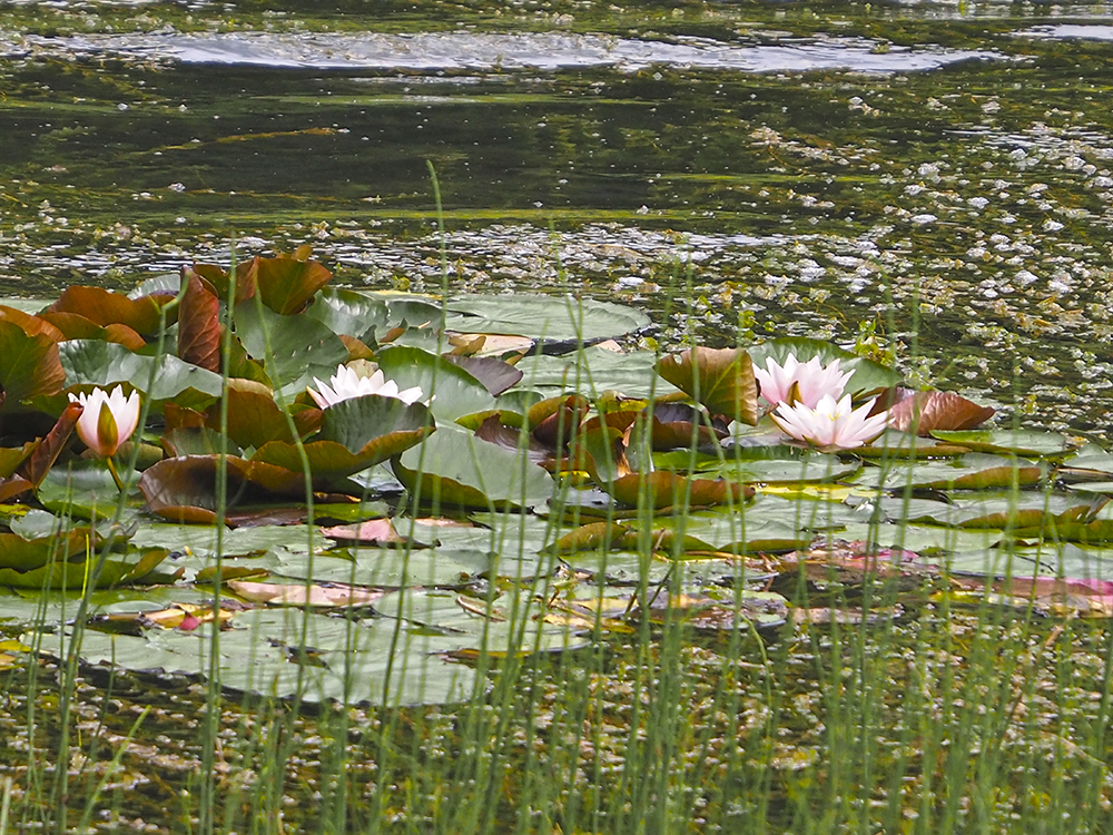 Nymphaea_sackwiesensee.jpg