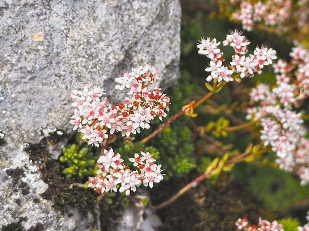 Sedum album_sackwiesensee.jpg