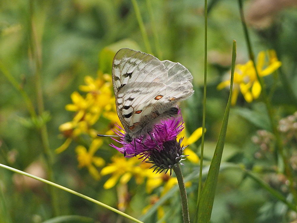 Parnassius apollo_hauslalm.jpg