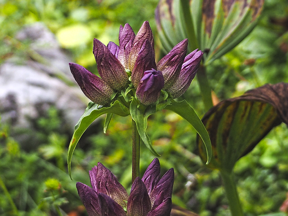 Gentiana pannonica_hauslalm.jpg