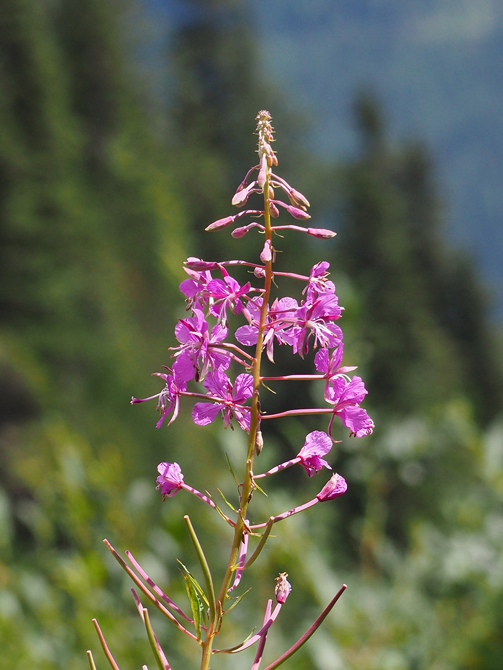 Epilobium angustifolium_hauslalm.jpg