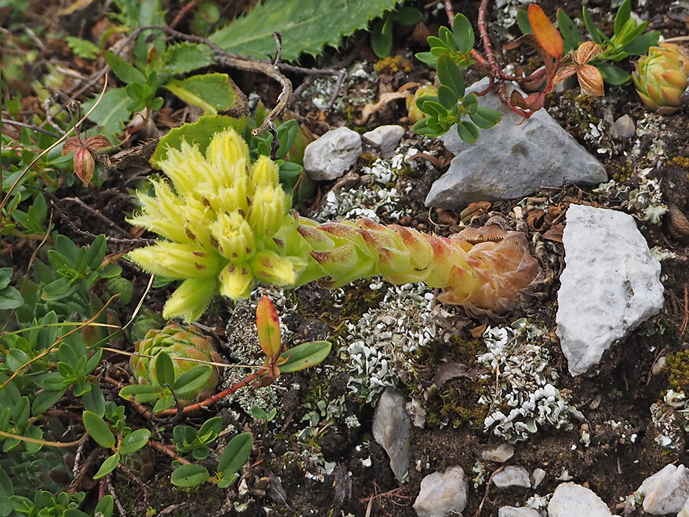 Sempervivum globiferum_hauslalm.jpg