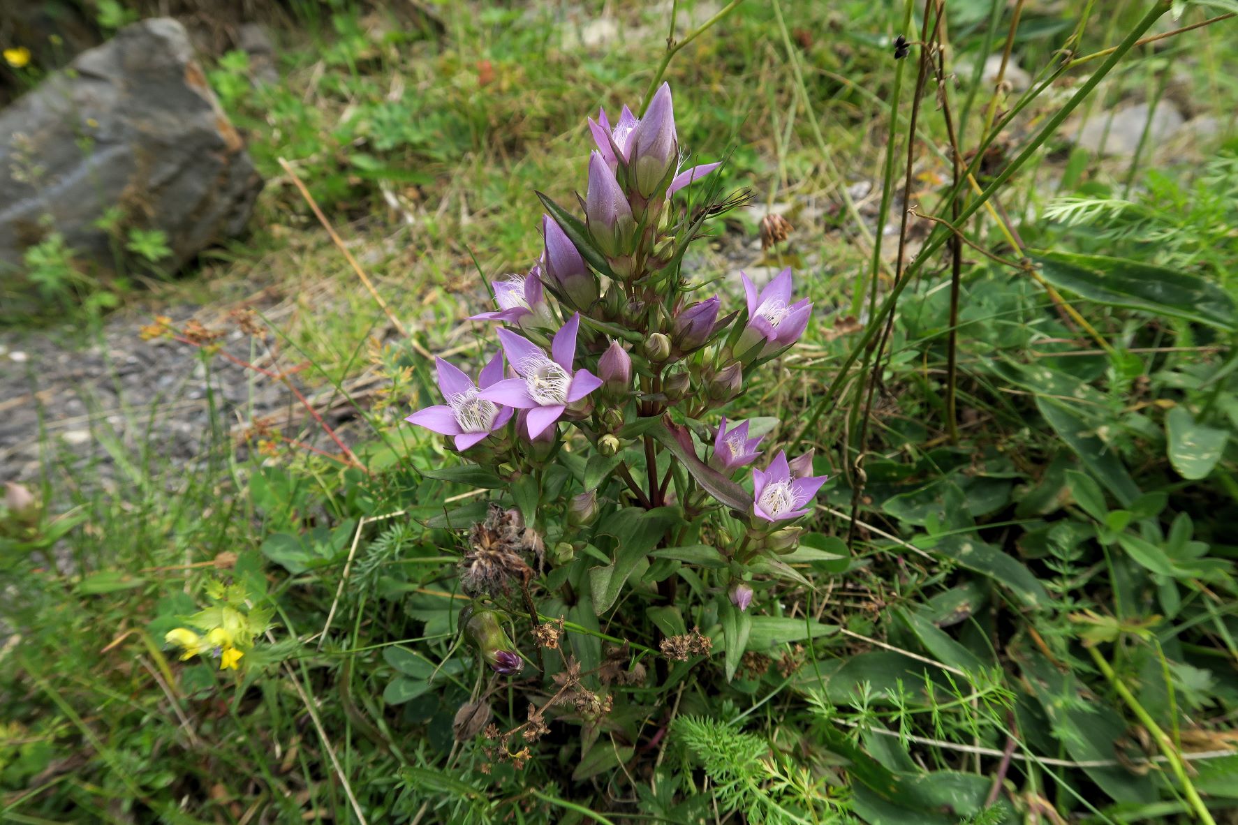 08.10 Turracher Höhe Gentianella ssp. unbest. -Kranzenzian, Turracher Höhe Böschung Bundesstr. 10.08.2022 C5X2 (114).JPG