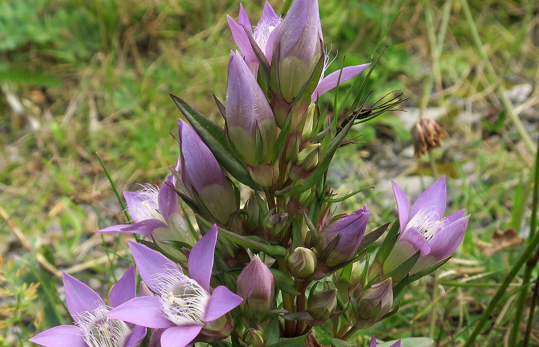 08.10 Turracher Höhe Gentianella ssp. unbest. -Kranzenzian, Turracher Höhe Böschung Bundesstr. 10.08.2022 C5X2 (115).JPG