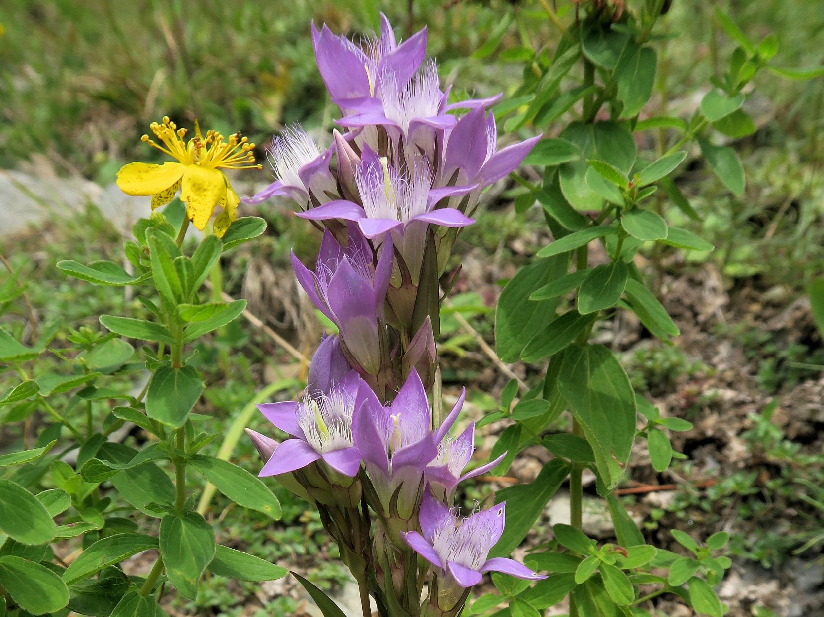 08.11 Turracher Höhe Gentianella ssp. unbest., Turracher Höhe, Turracher Höhe Böschung B-Str. Ri Kärnten 11.08.2022 C5X2 (2).JPG