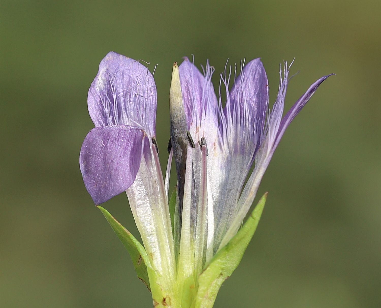 Gentianella germanica sl Obere Dullwitz Hochschwab_20220815_08.jpg
