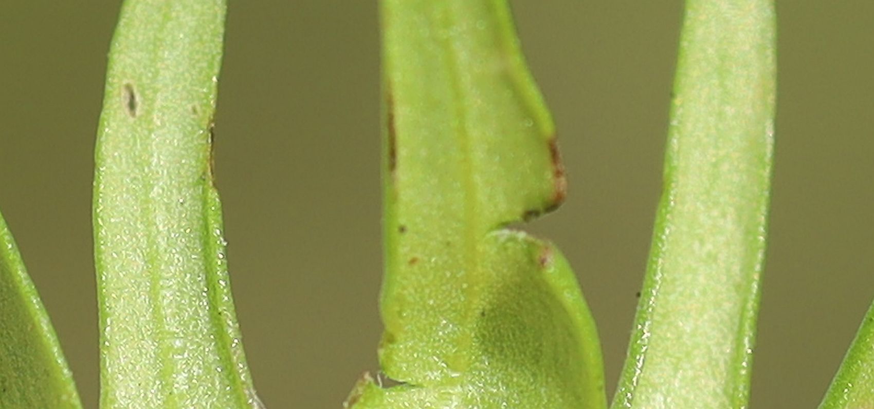 Gentianella germanica sl Obere Dullwitz Hochschwab_20220815_11.jpg