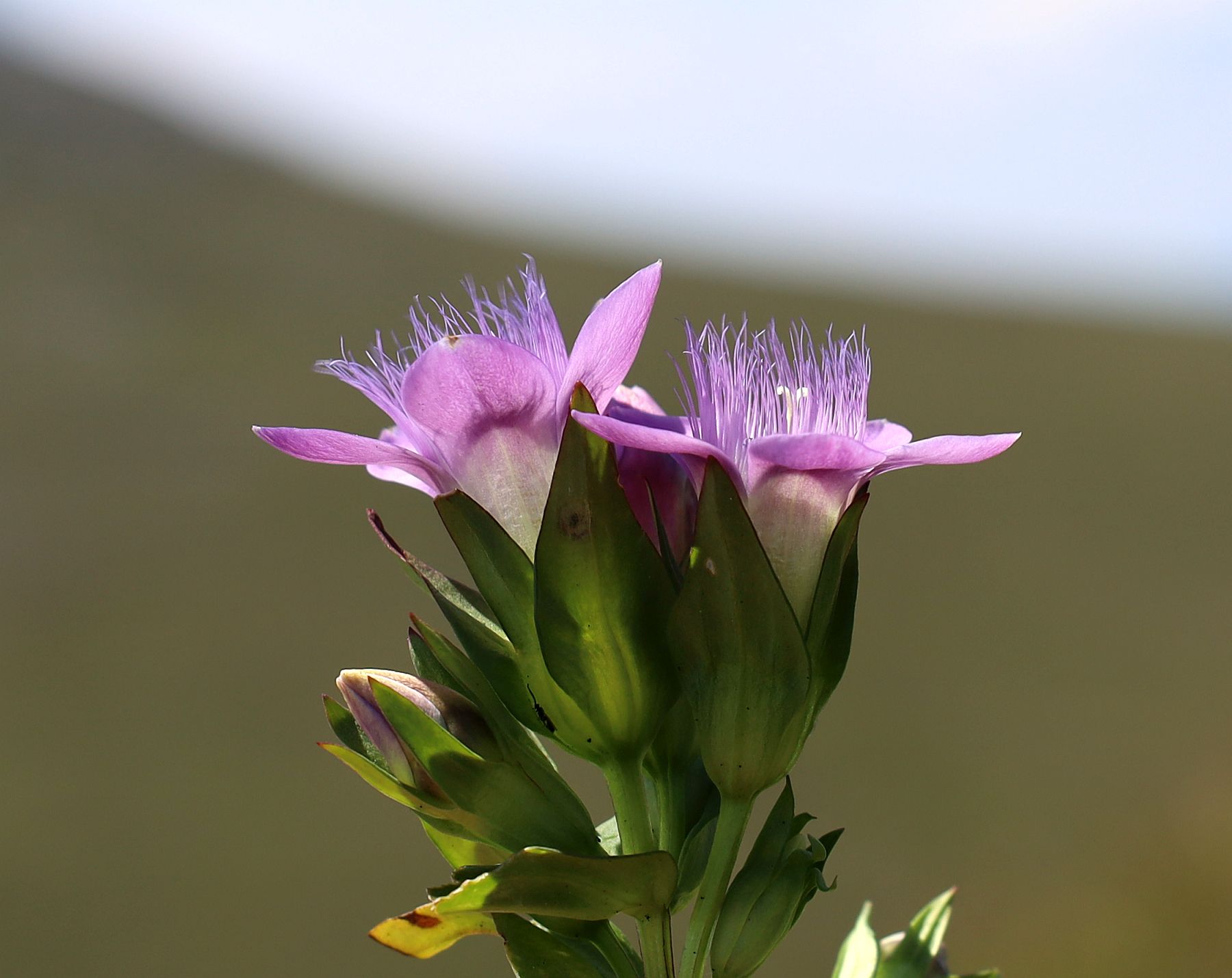 Gentianella germanica sl G'hacktkogel Hochschwab_20220805_06.jpg