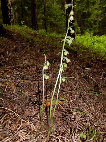 Priglitz-23062018- Epipactis microphylla - Kleinblatt-Ständelwurz.JPG