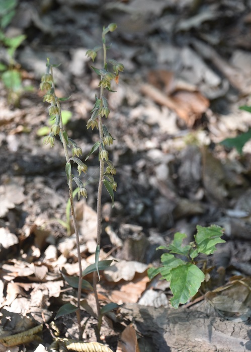 W13 - LT - 16062022 - (53) - Epipactis microphylla - Kleinblatt-Ständelwurz.JPG