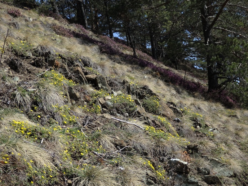 4Potentilla_arenaria.JPG