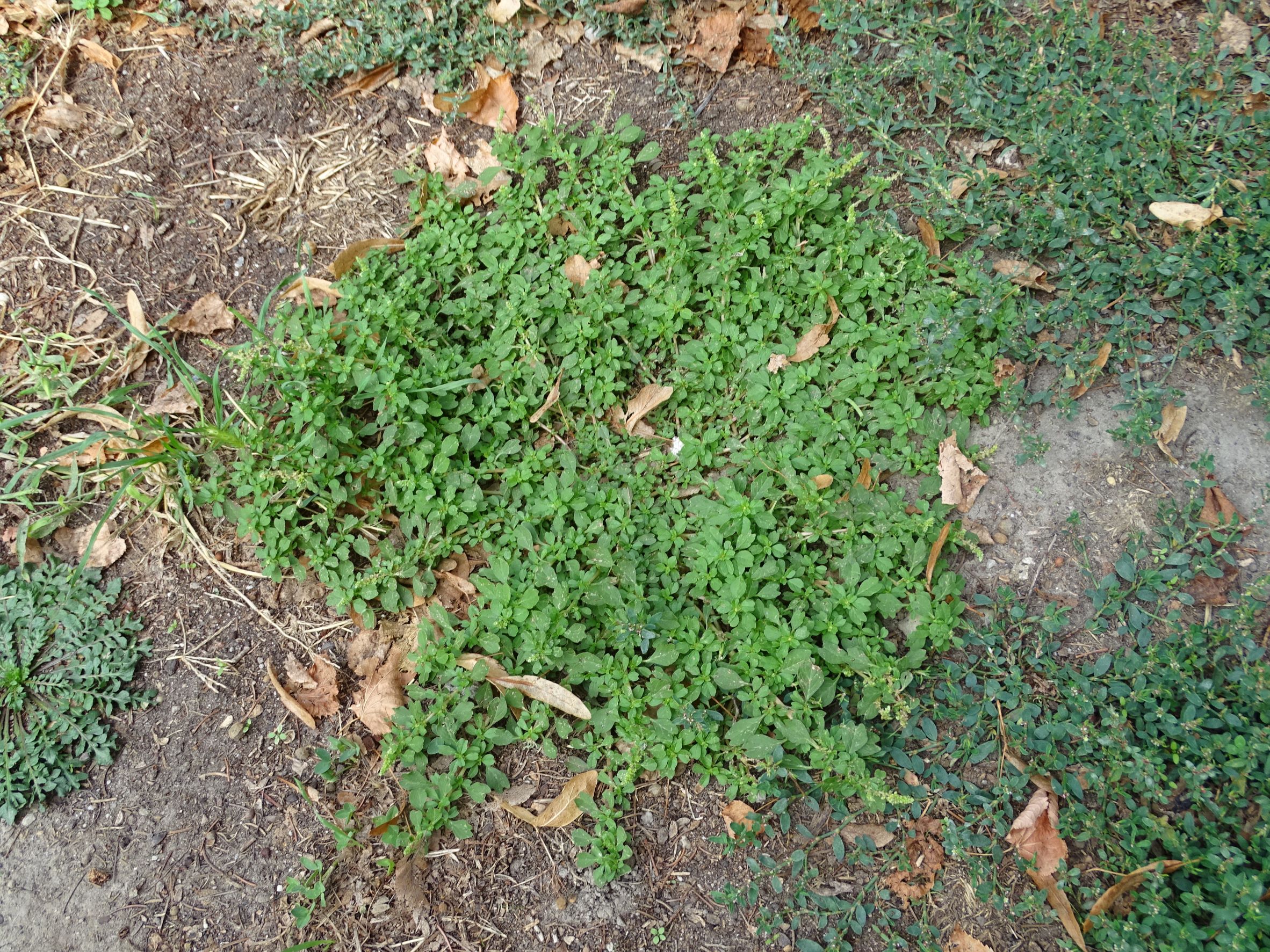 DSC09680 2022-08-31, groß-enzersdorf, amaranthus blitum e. emarginatus.JPG