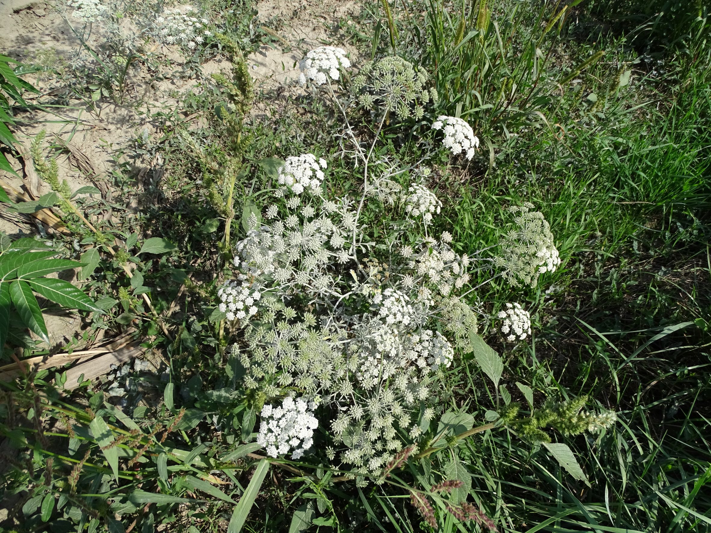 DSC05165 ammi majus, mühlleiten (marchfeld), 2022-09-05.JPG