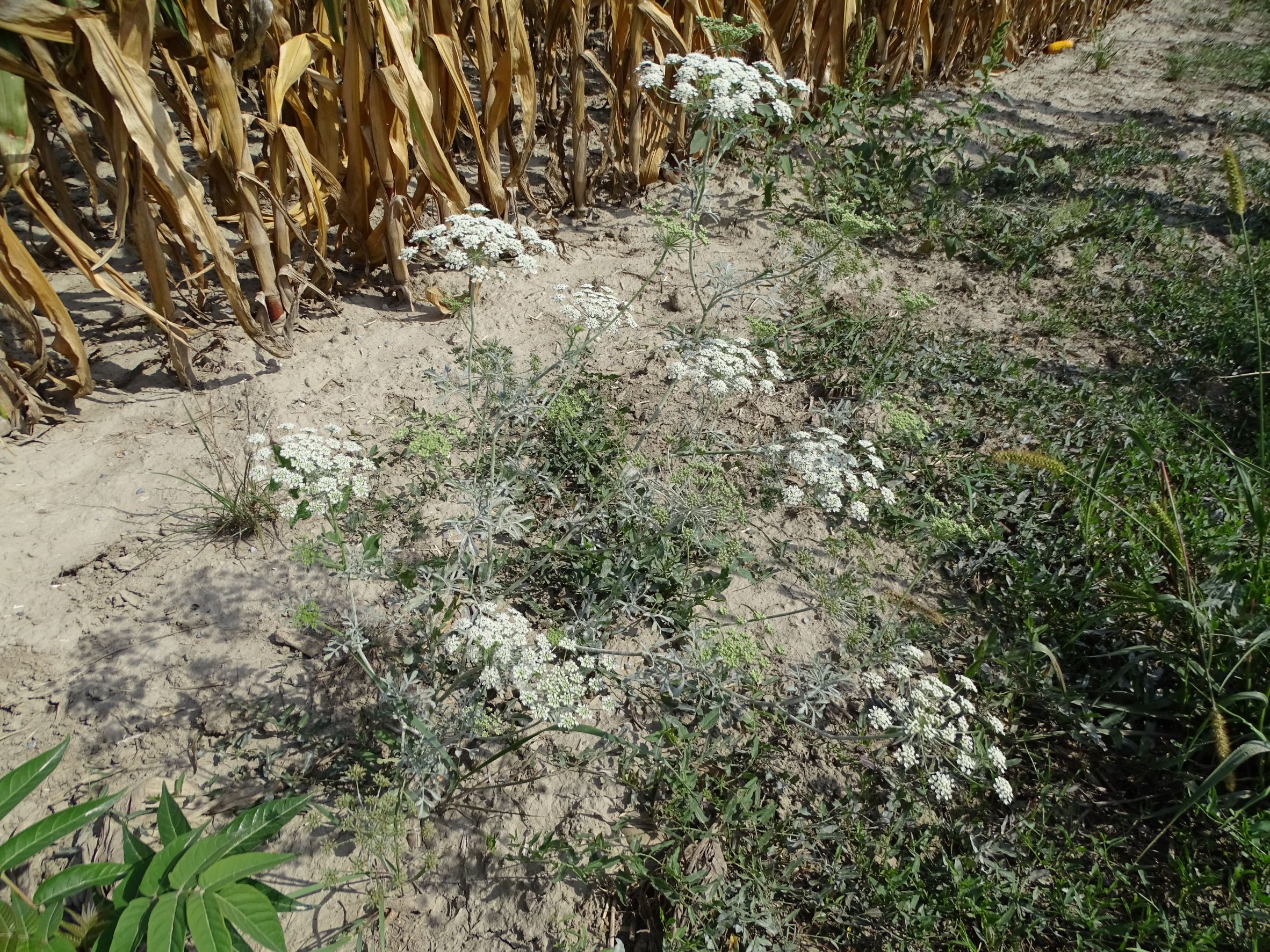 DSC05166 ammi majus, mühlleiten (marchfeld), 2022-09-05.JPG