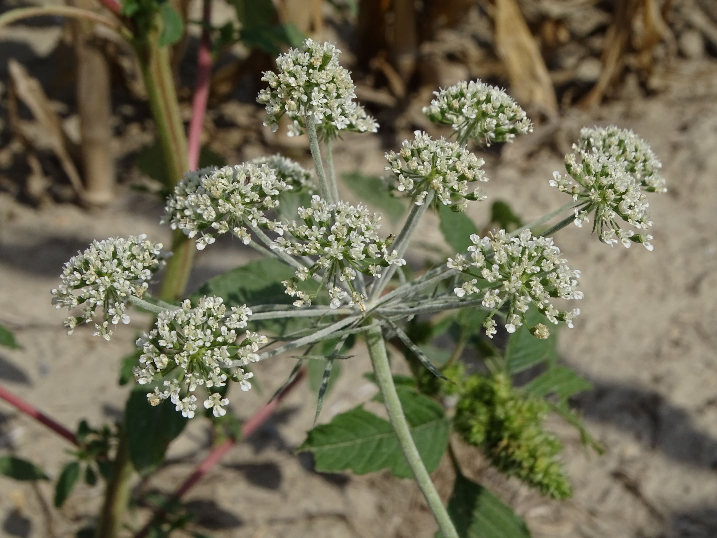 DSC05173 ammi majus, mühlleiten (marchfeld), 2022-09-05.JPG