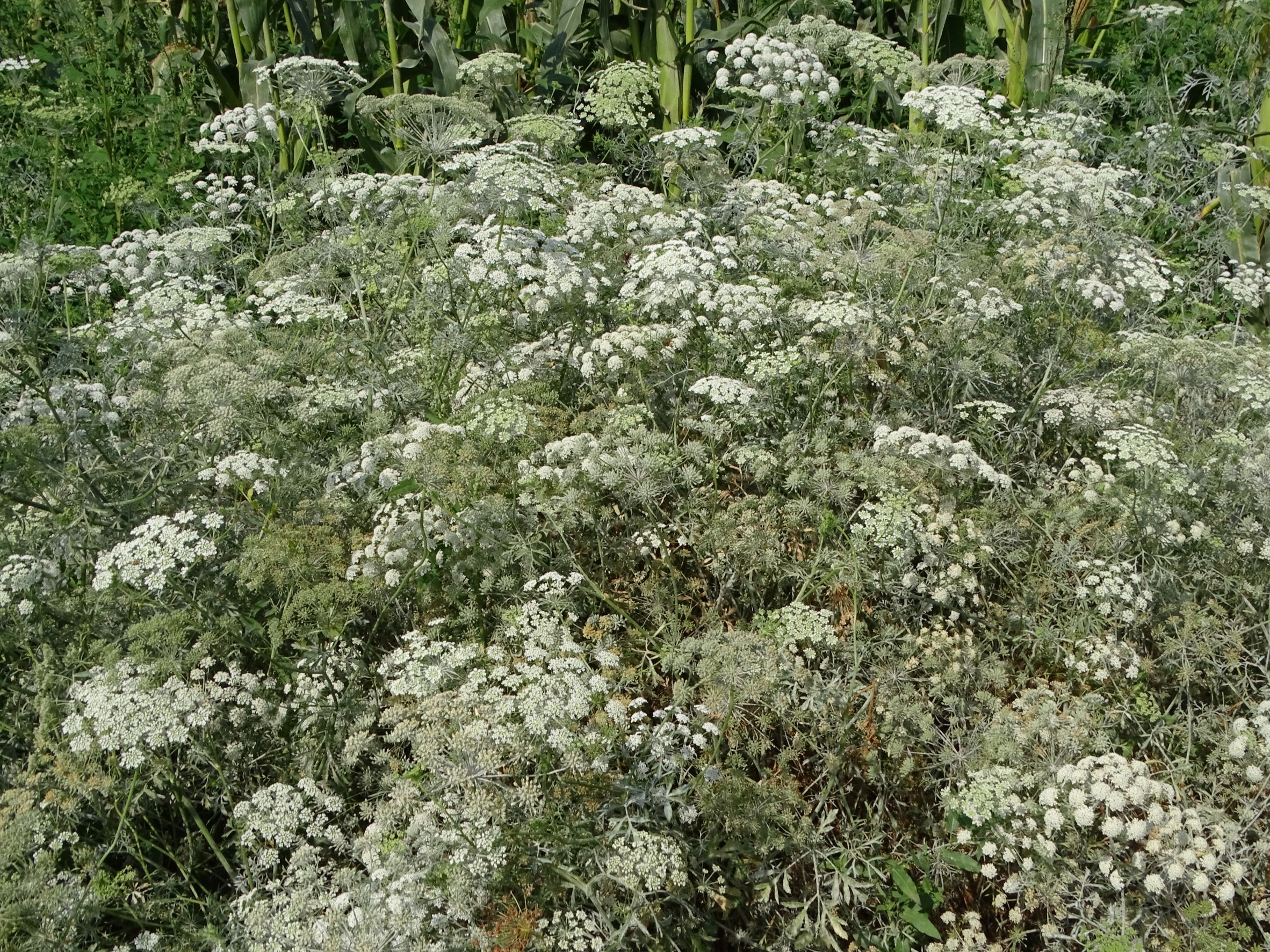 DSC05177 ammi majus, mühlleiten (marchfeld), 2022-09-05.JPG