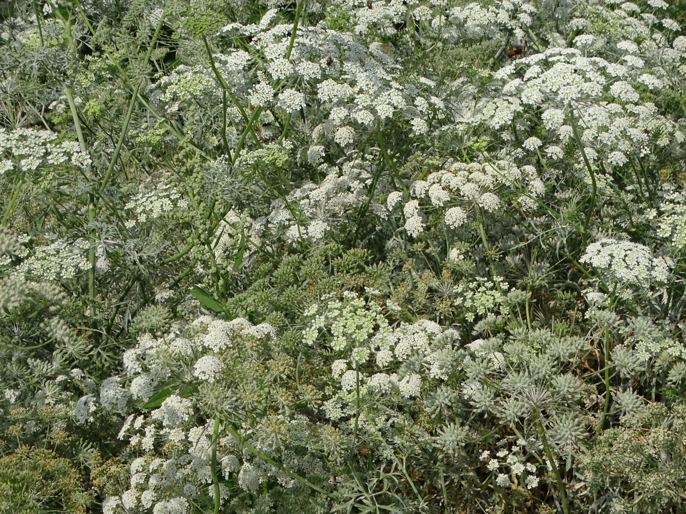 DSC05178 ammi majus, mühlleiten (marchfeld), 2022-09-05.JPG