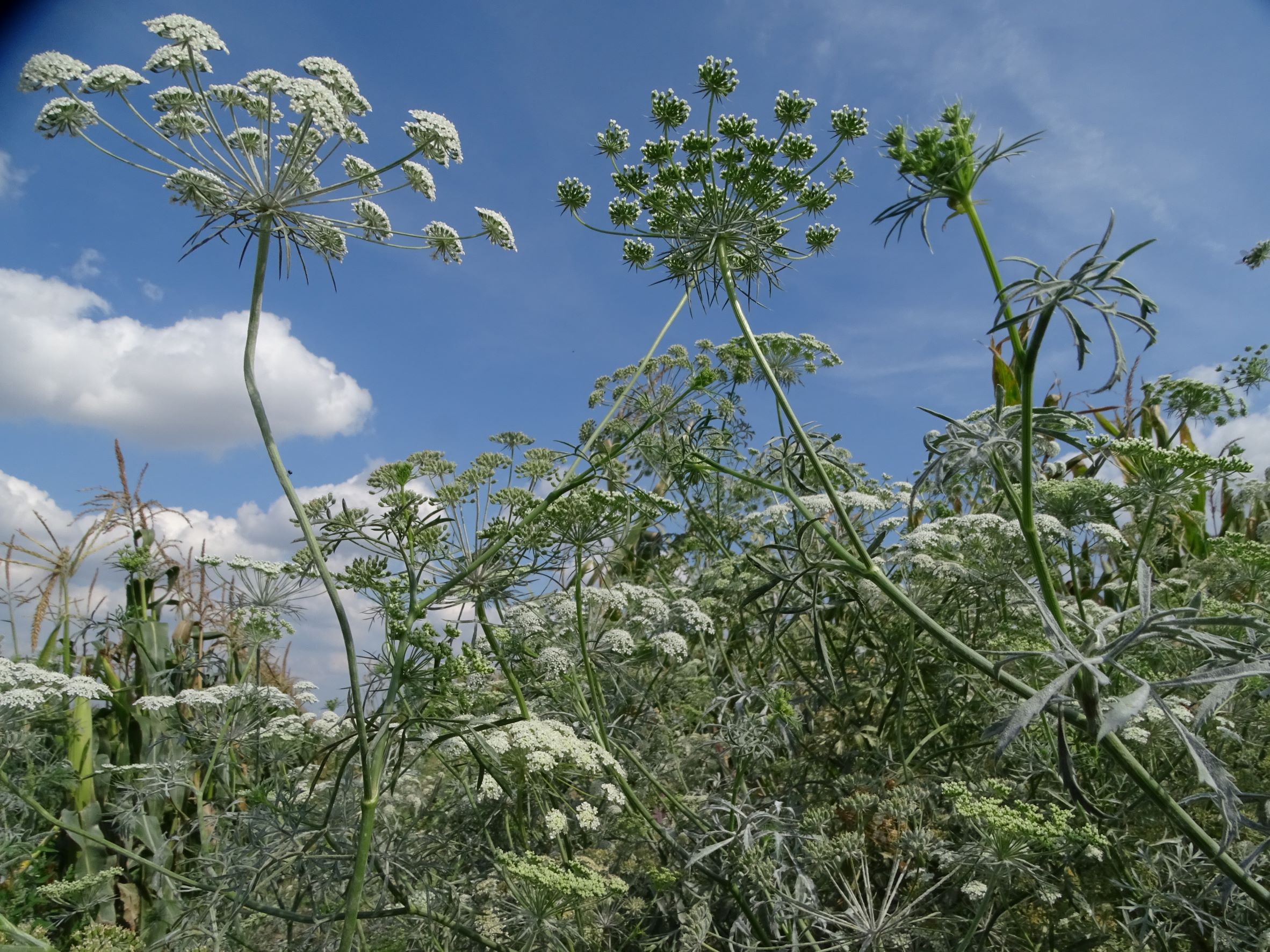 DSC05184 ammi majus, mühlleiten (marchfeld), 2022-09-05.JPG