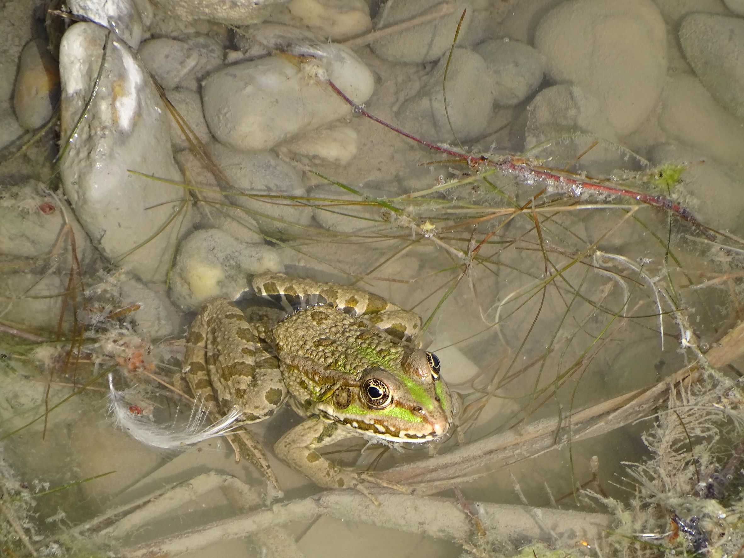 DSC04884 breitenbrunn-seebad, 2022-09-04, wasserfrosch.JPG