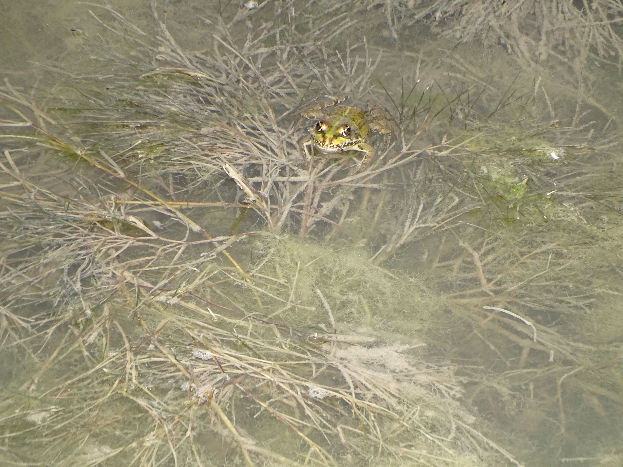 DSC04886 breitenbrunn-seebad, 2022-09-04, wasserfrosch.JPG