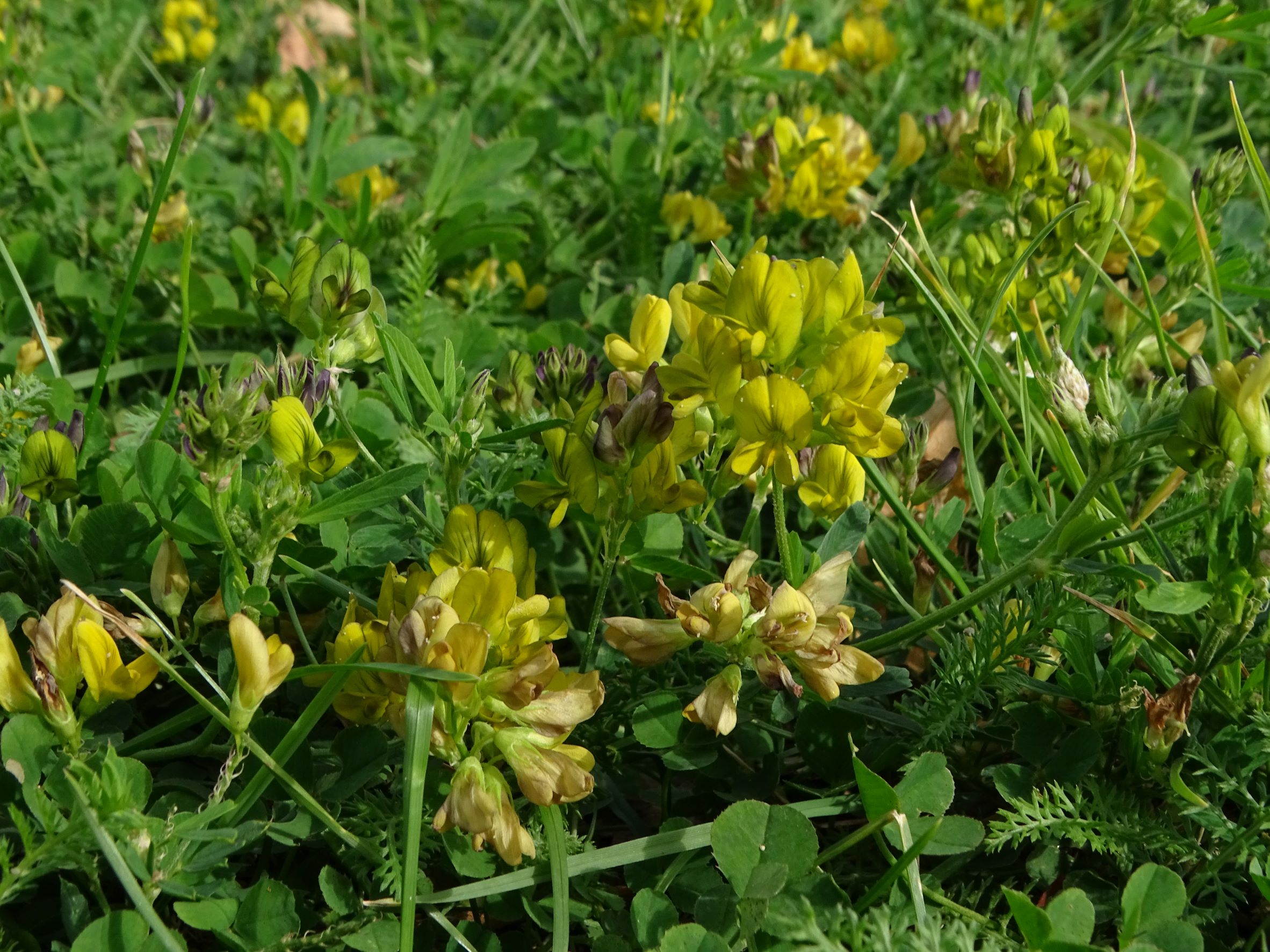 DSC04891 breitenbrunn-seebad, 2022-09-04, medicago x varia.JPG