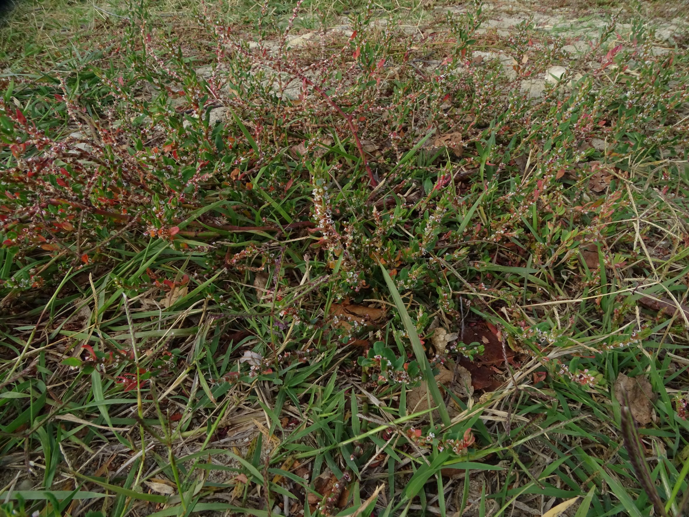 DSC04899 breitenbrunn-seebad, 2022-09-04, polygonum aviculare agg.JPG