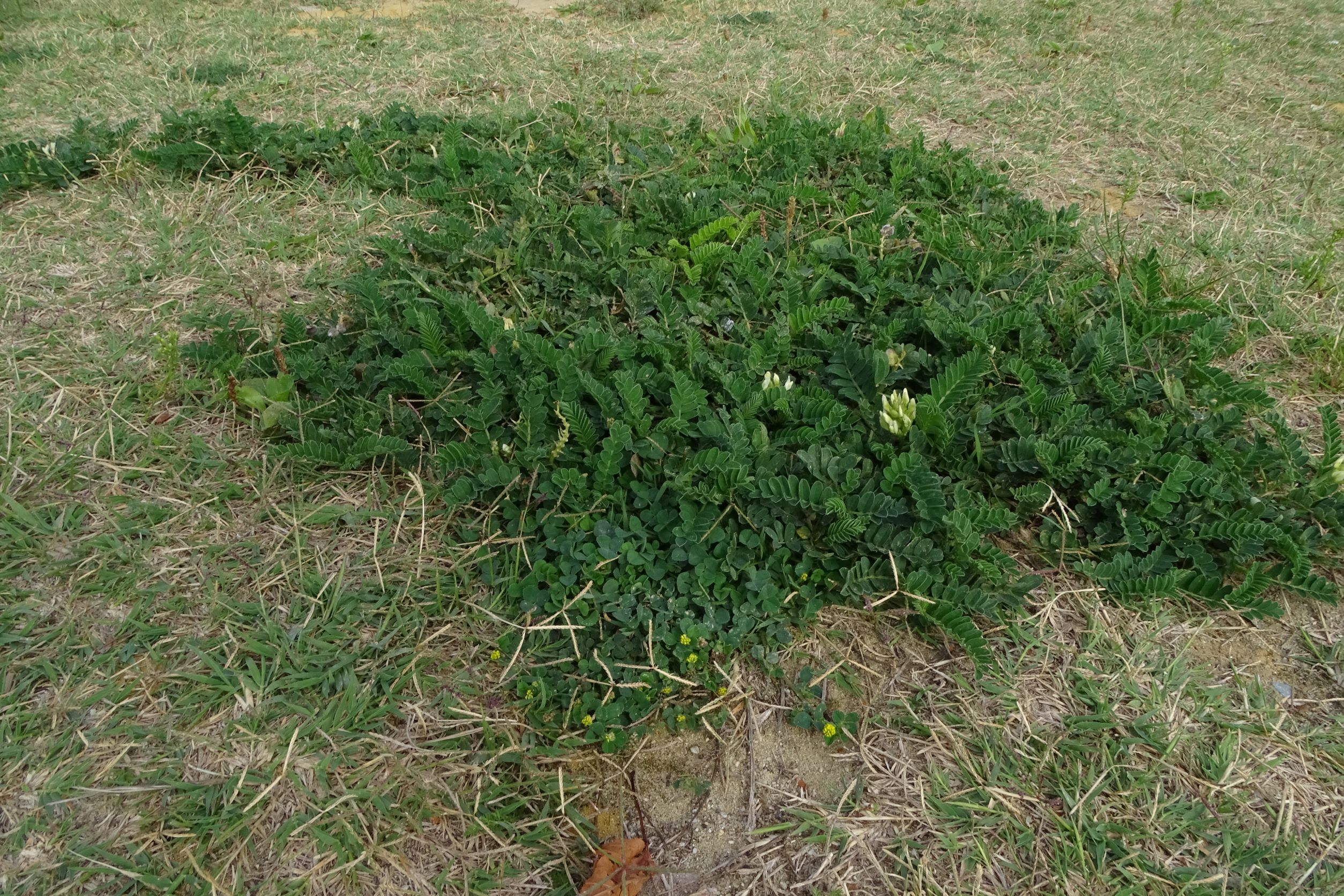 DSC04900 breitenbrunn-seebad, 2022-09-04, astragalus cicer, medicago lupulina, cynodon dactylon.JPG