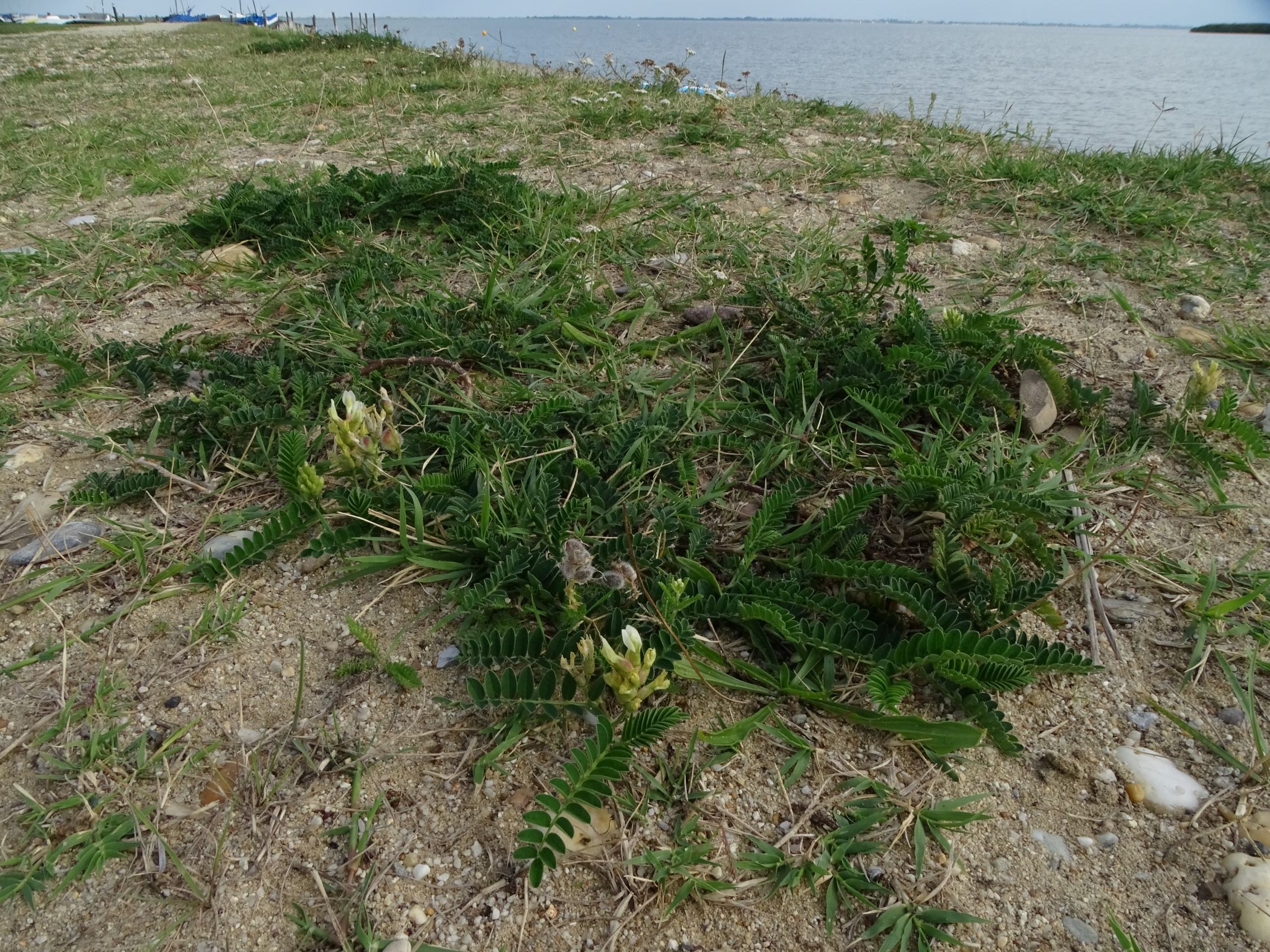 DSC04916 breitenbrunn-seebad, 2022-09-04, astragalus cicer, cynodon dactylon.JPG