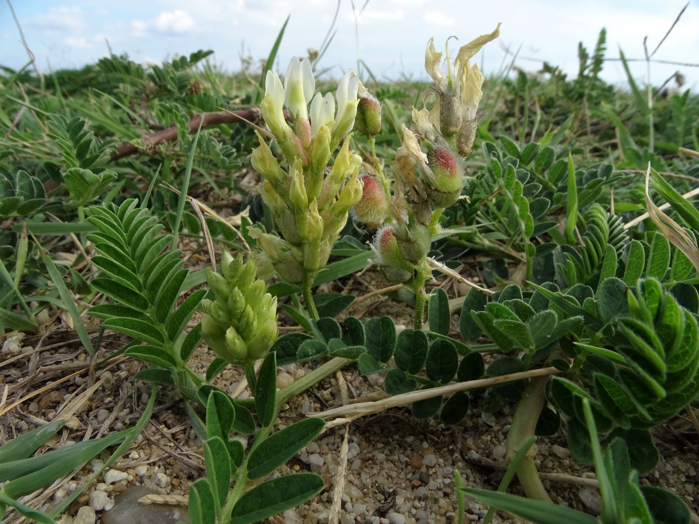 DSC04918 breitenbrunn-seebad, 2022-09-04, astragalus cicer.JPG