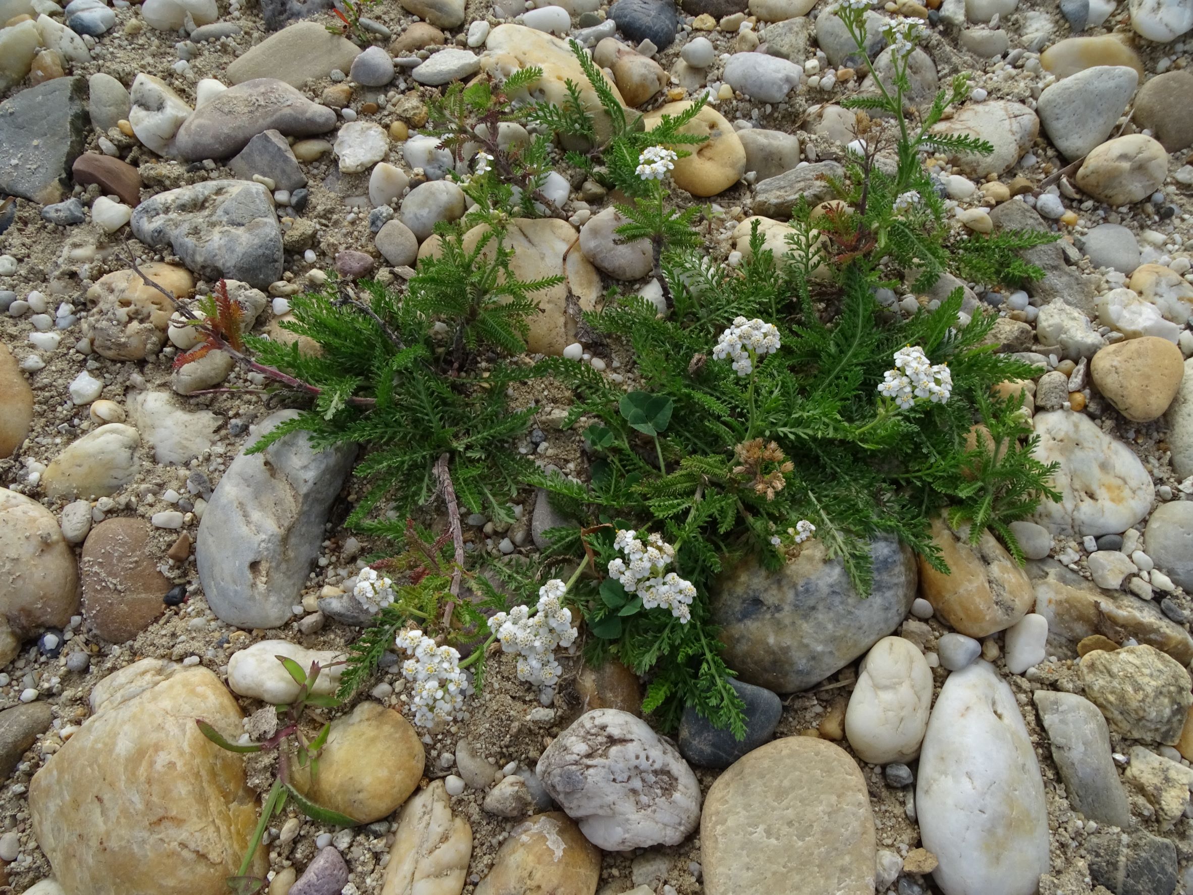 DSC04922 breitenbrunn-seebad, 2022-09-04, achillea millefolium agg.JPG