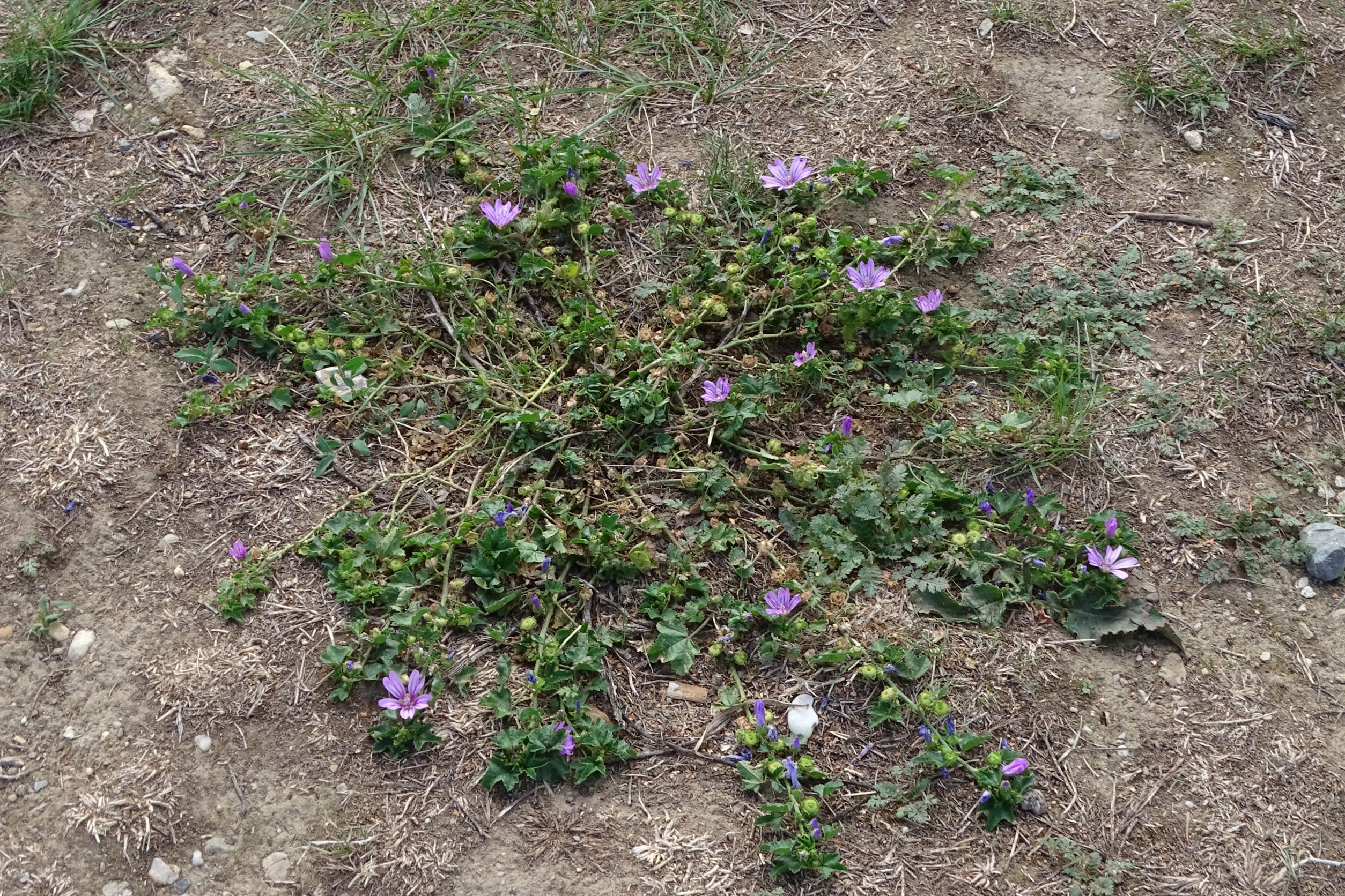 DSC04987 breitenbrunn-seebad, 2022-09-04, malva sylvestris.JPG