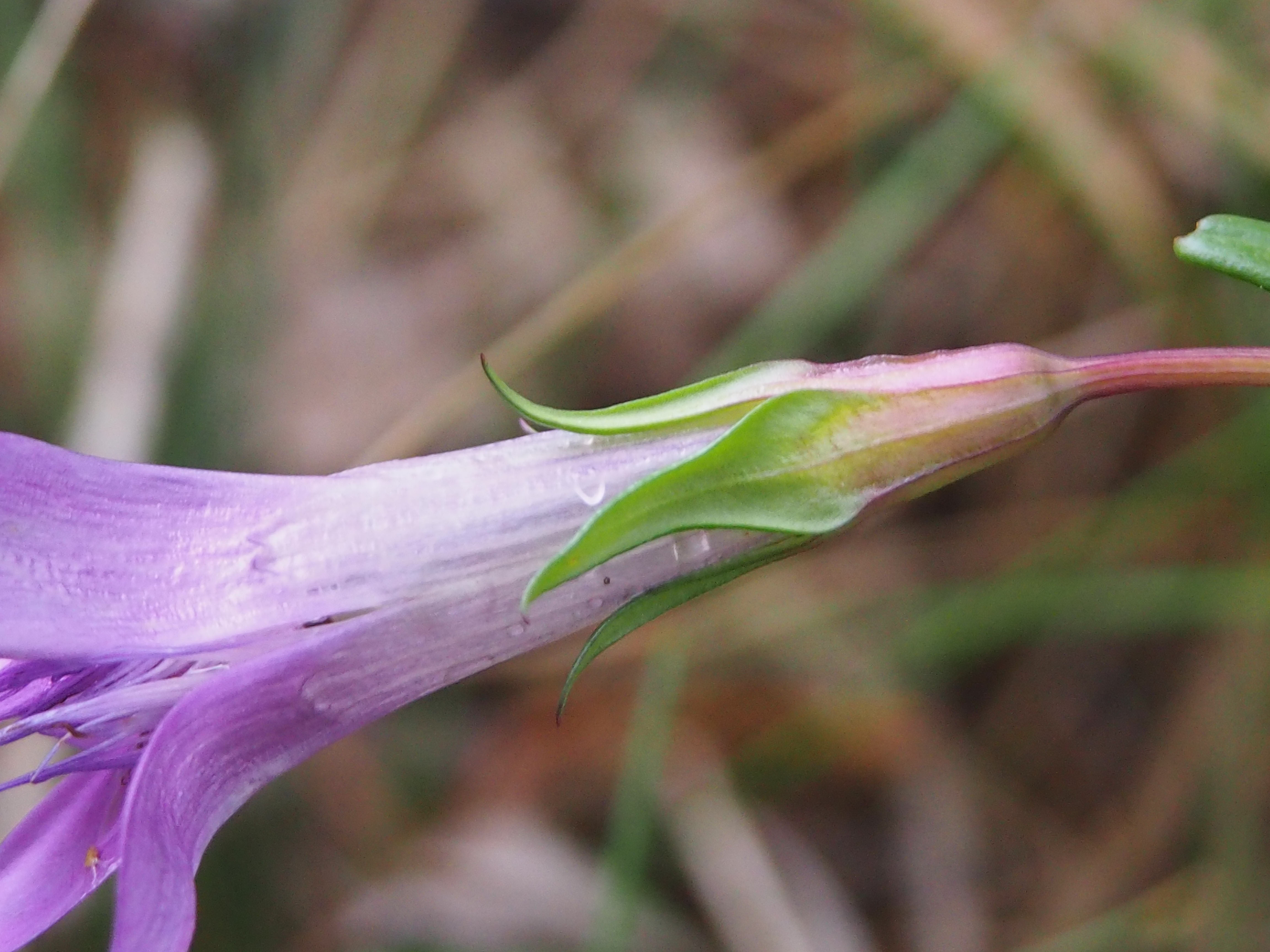 gentianella4_krautwasch.jpg