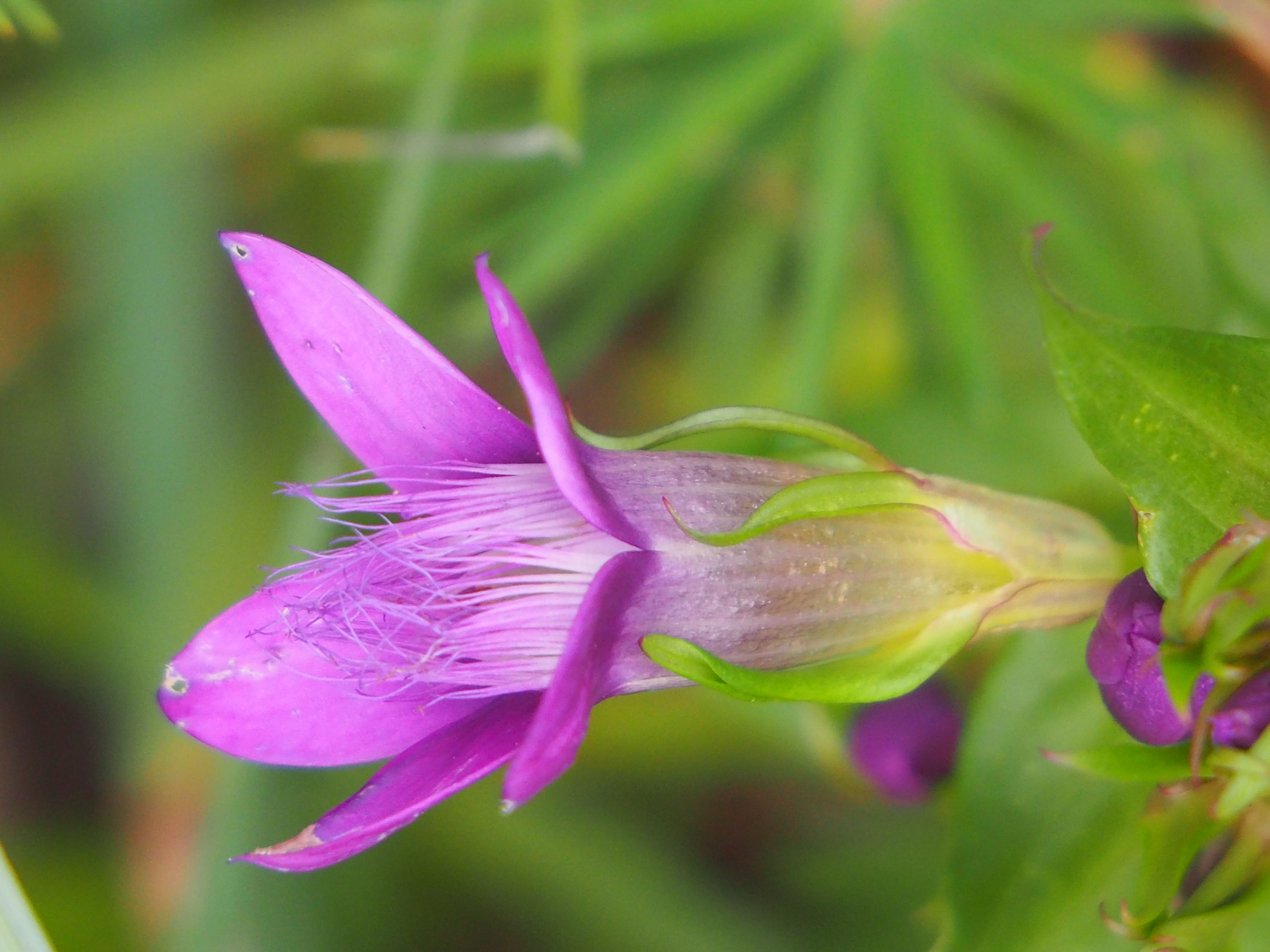 gentianella3_krautwasch.jpg