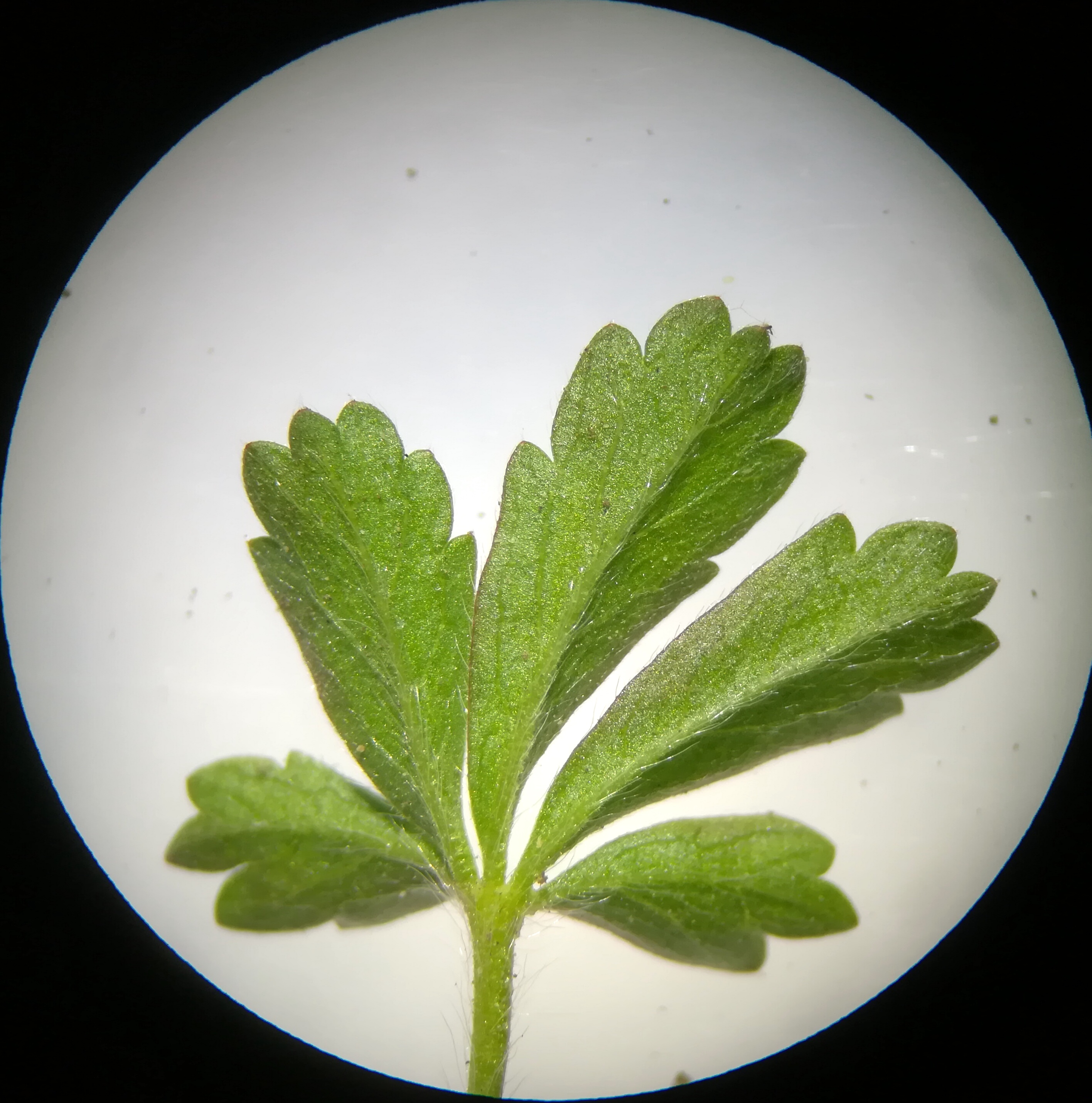 potentilla cf. verna agg. fuchshäufel obere lobau_20180408_195727.jpg