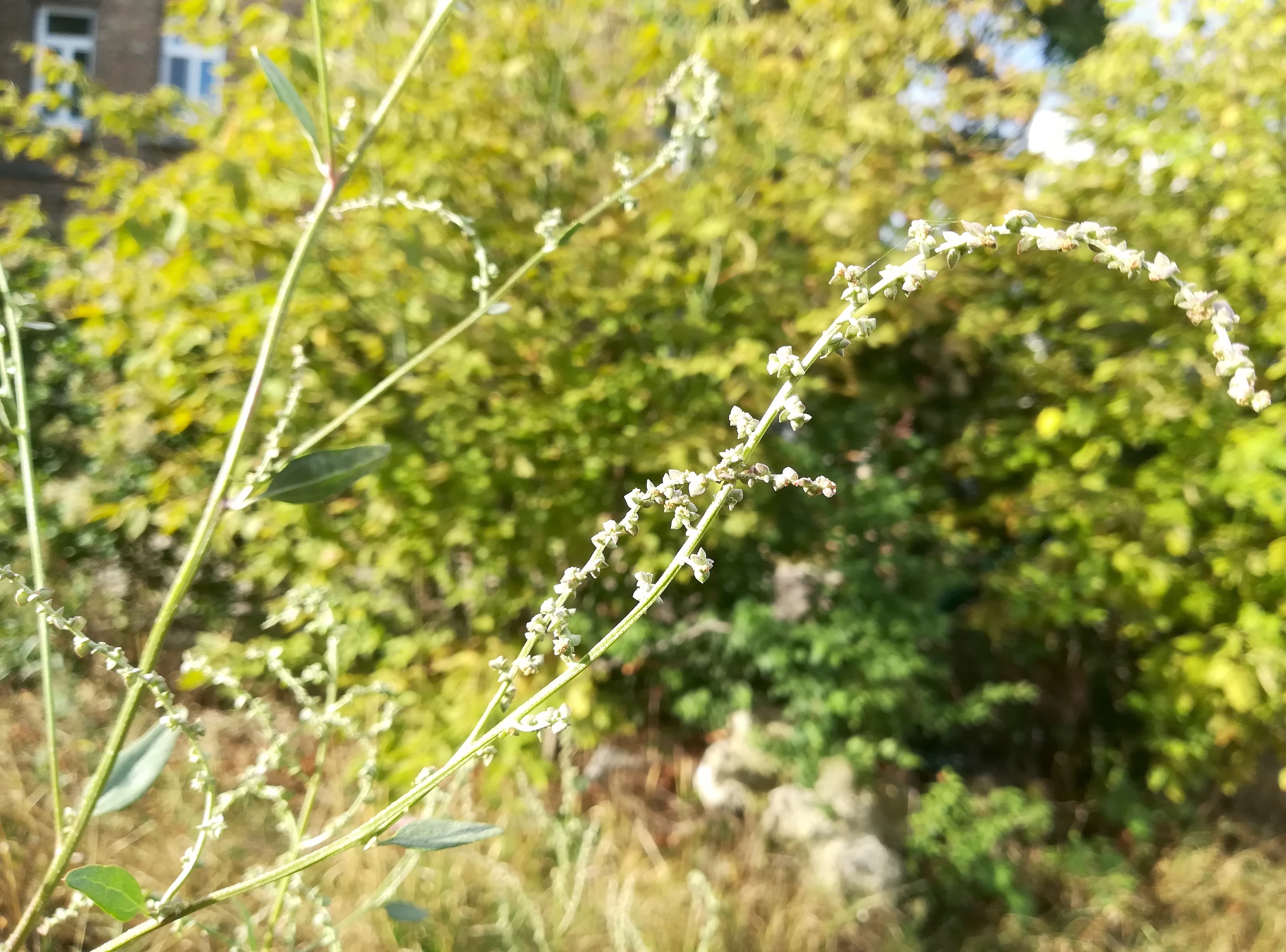 atriplex sagittata bei bhf lanzendorf-rannersdorf_20220909_084628.jpg