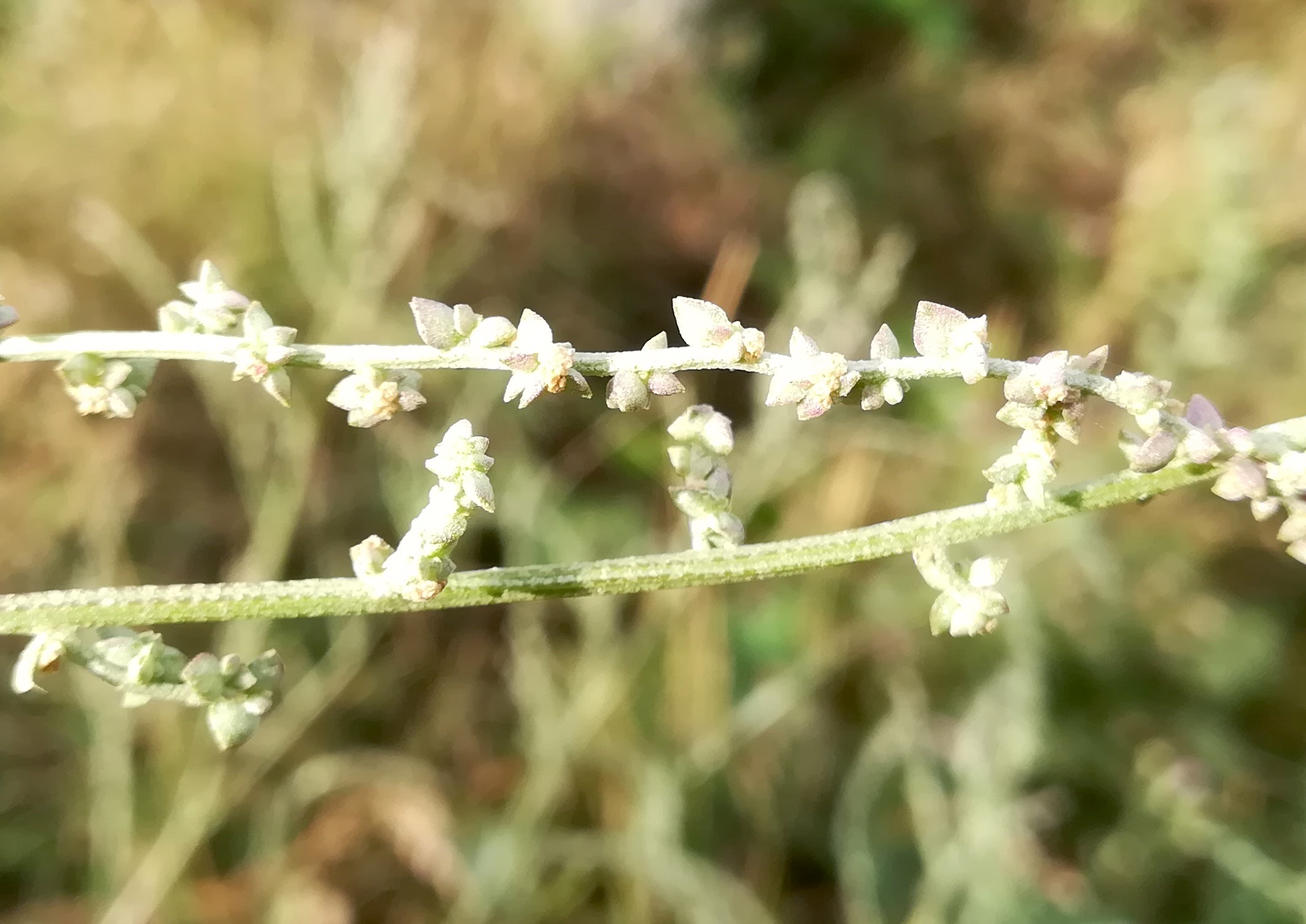 atriplex sagittata bei bhf lanzendorf-rannersdorf_20220909_084649.jpg