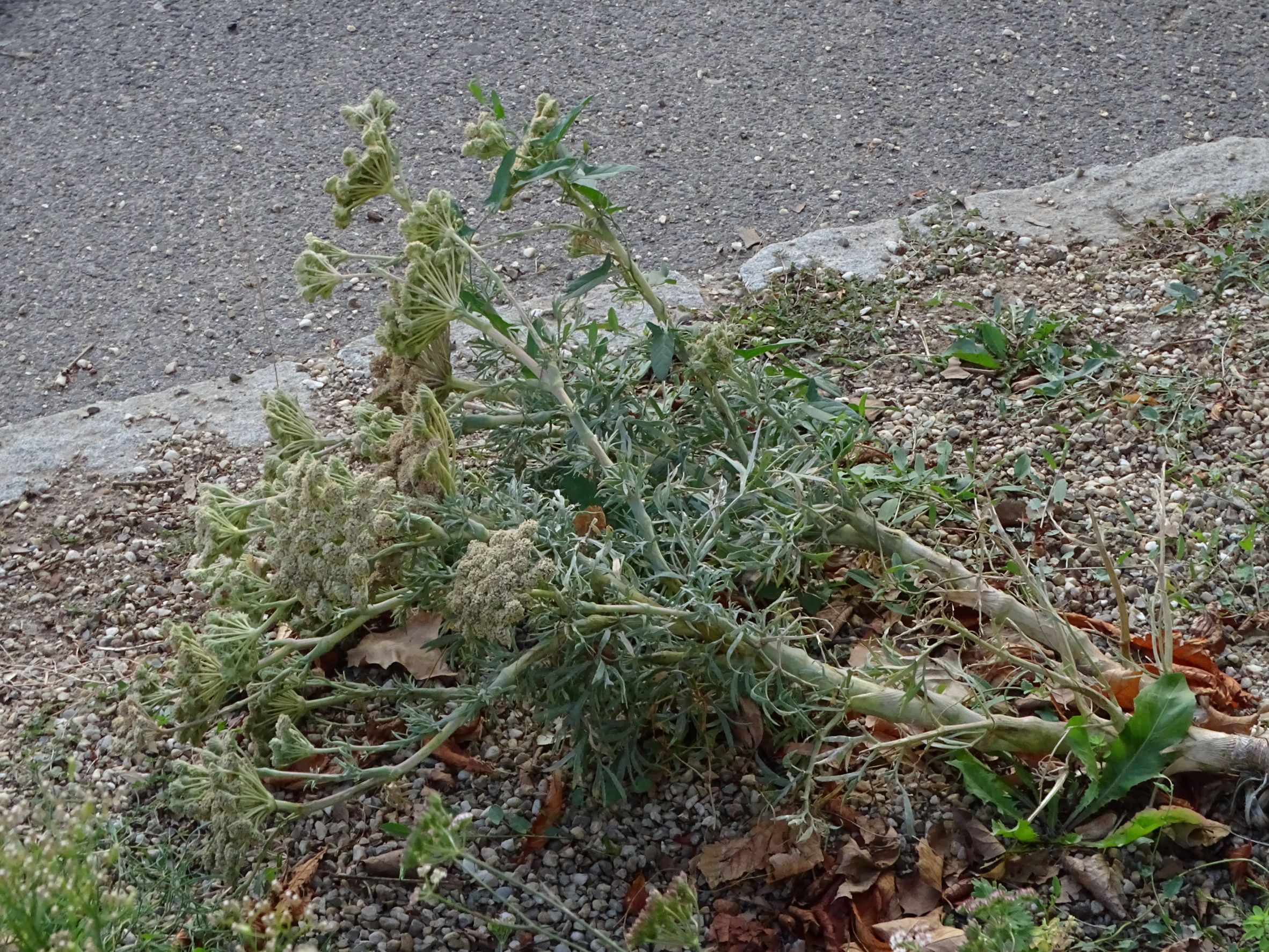 DSC05075 neusiedl-zentrum, 2022-09-04, pflanzungen.JPG